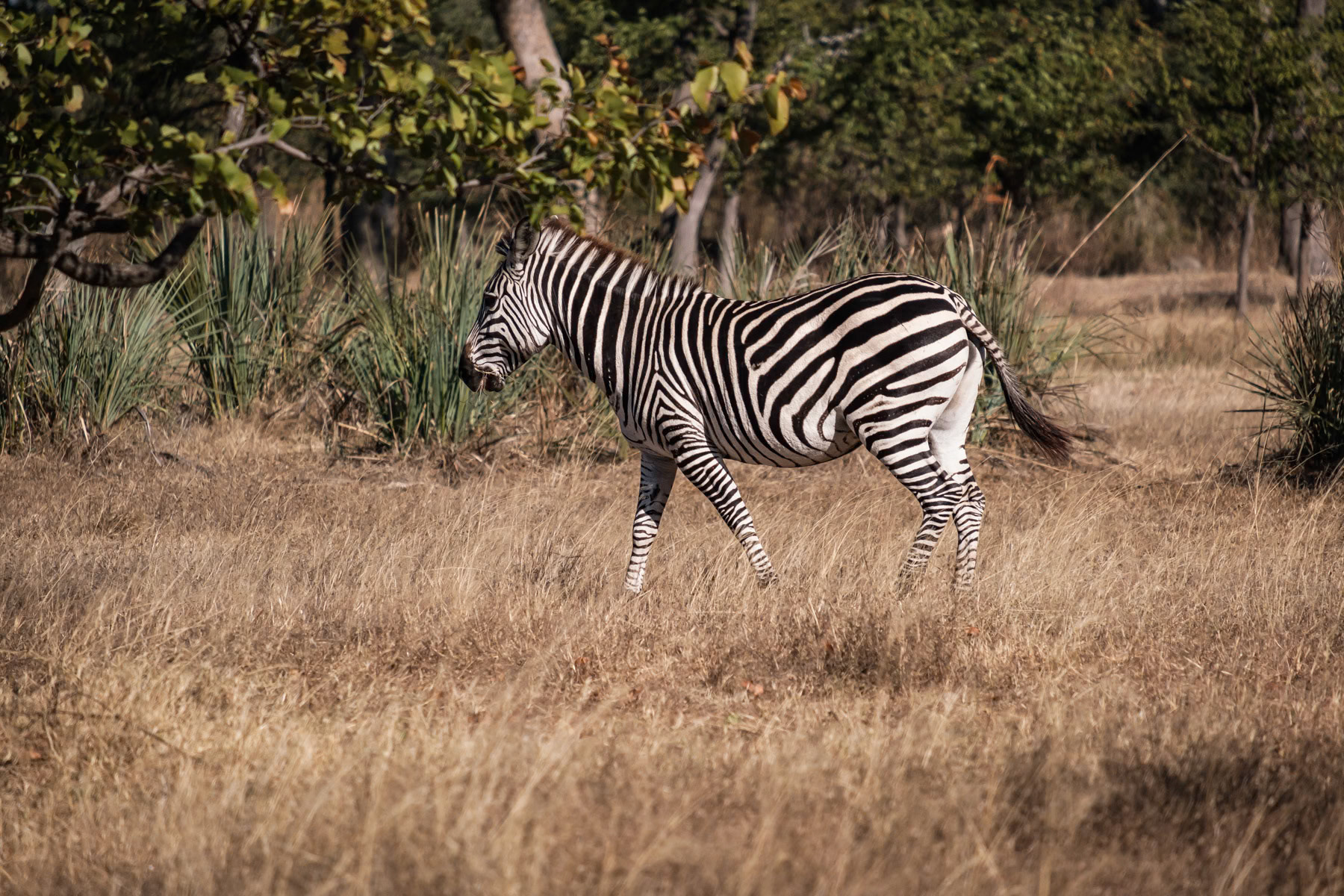 Zebra at the Mosi-Oa-Tunya National Park, Zambia, June 2021
