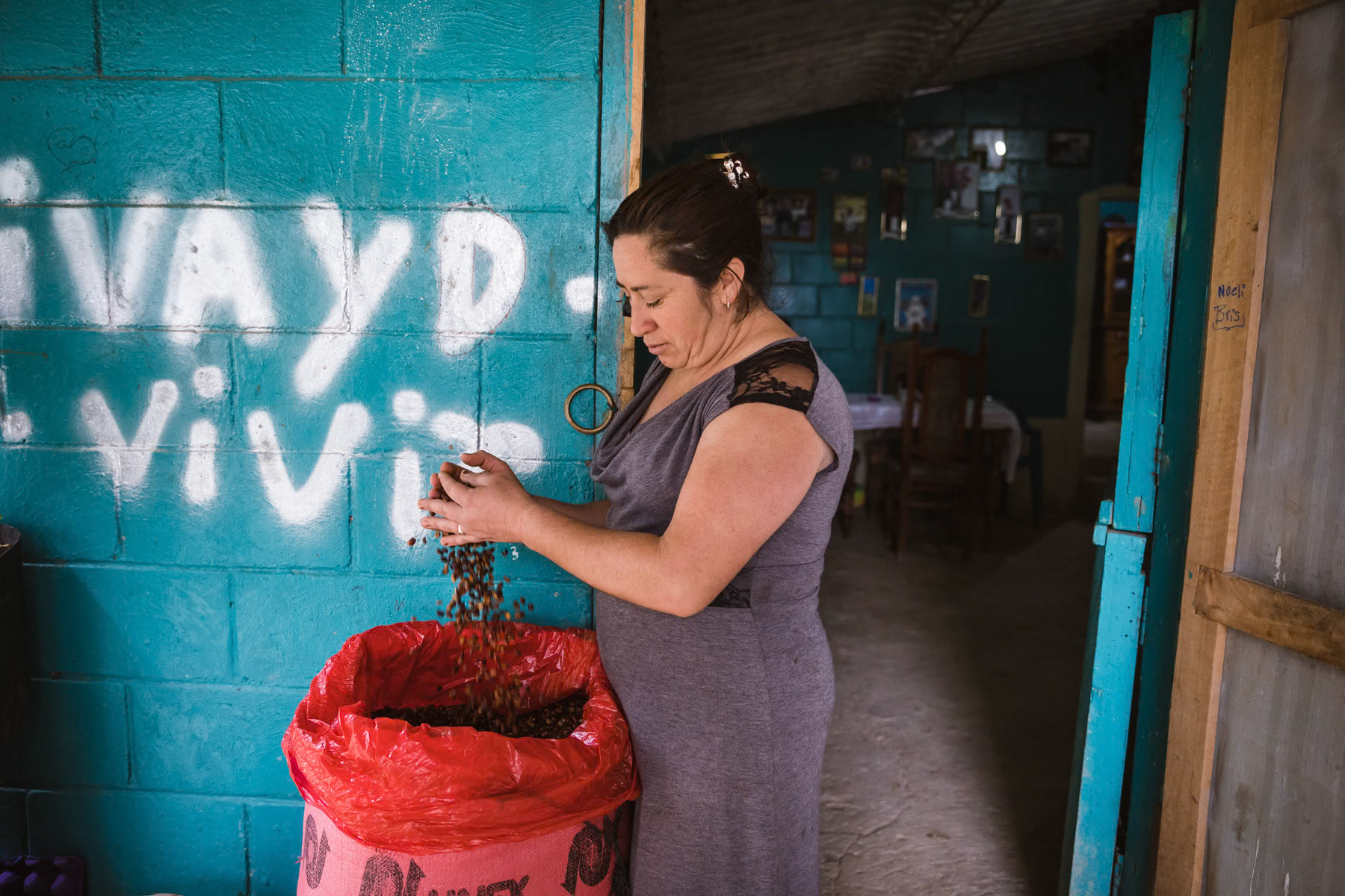 High altitude coffee harvest ready to be sold as exclusive quality. Due to climate change and rising temperature coffee producers plant the coffee at higher altitudes sometimes higher than 2000m what would have been unimaginable 25 years ago. El Pital mountains, Los Planes in San Ignacio region, El Salvador, April 2019