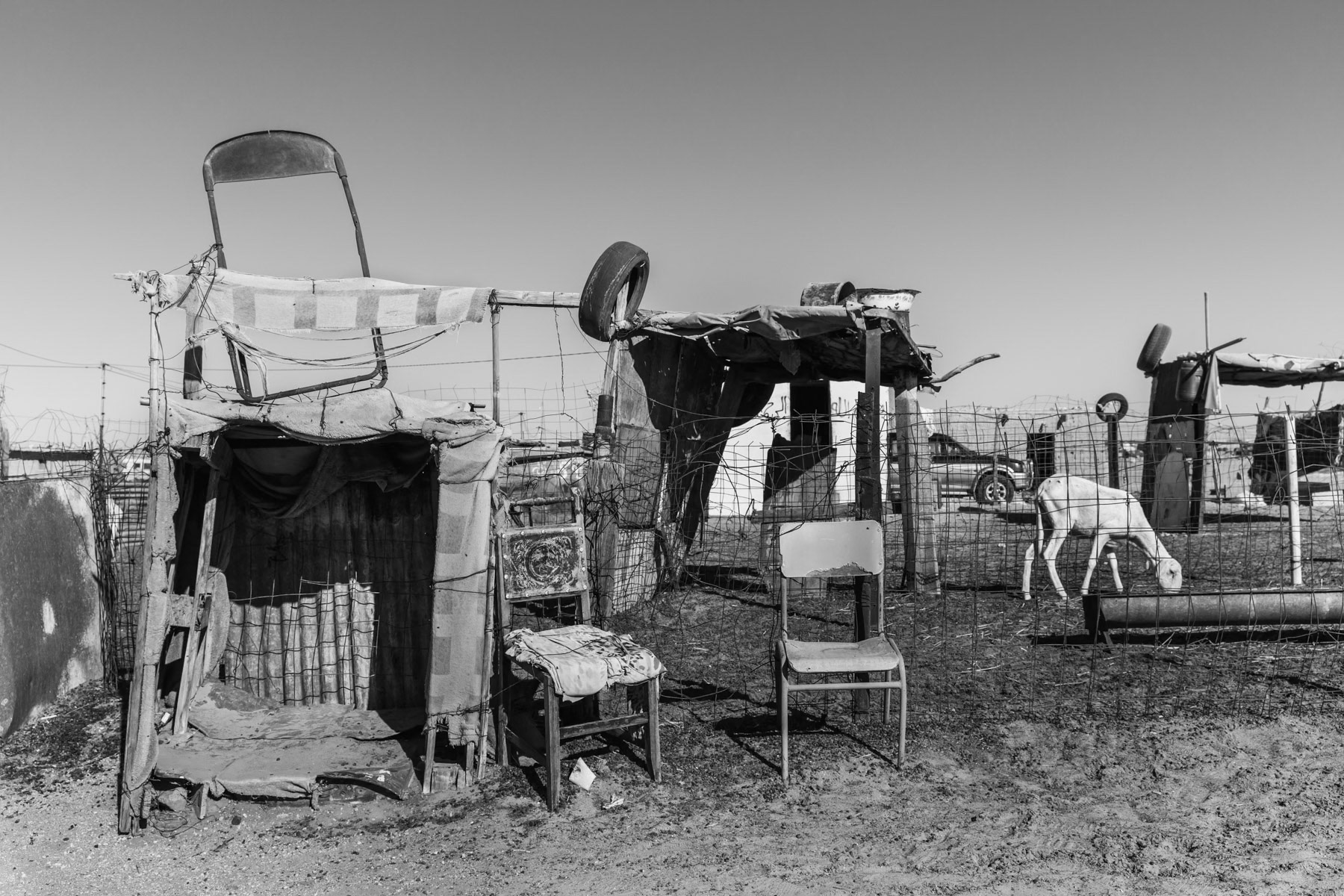 Animal market in Smara. Keeping livestock is the main subsistance for most refugees in the Saharawi camps. Smara refugee camp, Tindouf, Algeria, December 2019