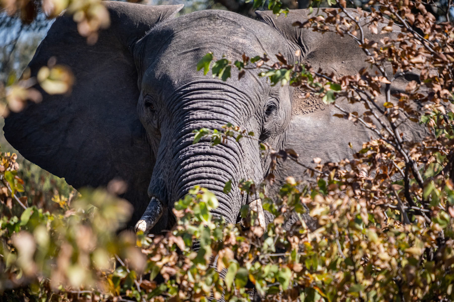 Elephant, Mosi-Oa-Tunya National Park, Zambia, June 2021