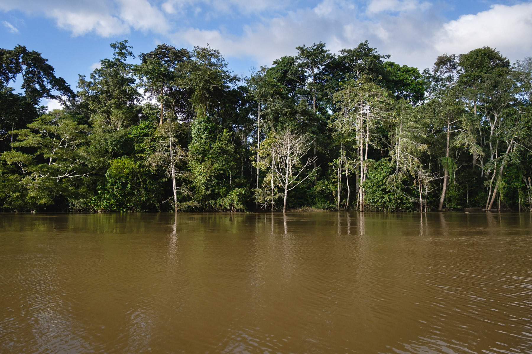 Tungog rainforest in Kinabatangan, Borneo, Malaysia, February 2024