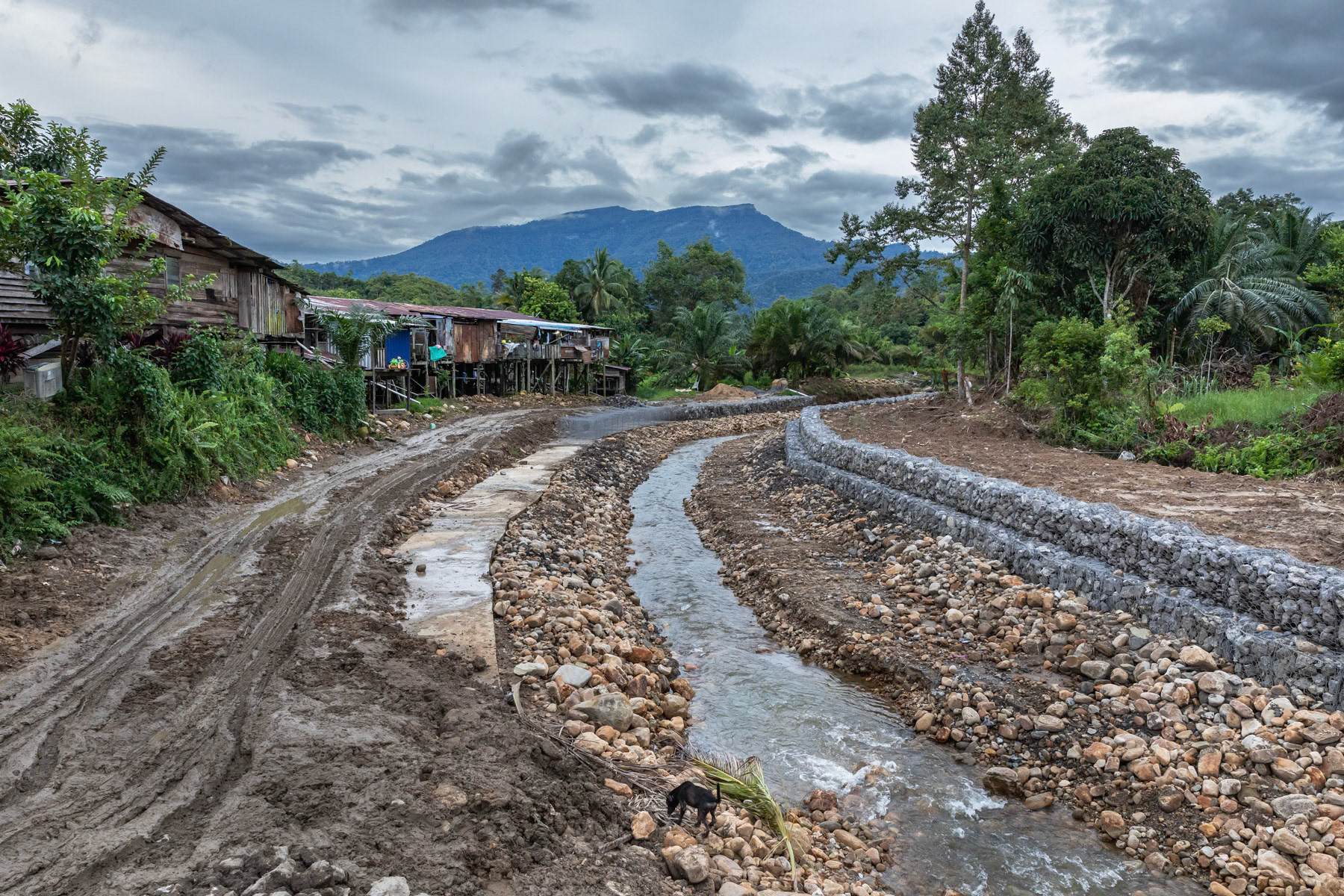 Ever increasing palm oil plantation and paired deforestation provoke landslides and floods. River banks need to be reinforced to protect the local communities. Asap village in Sarawak, Malaysian Borneo, June 2022