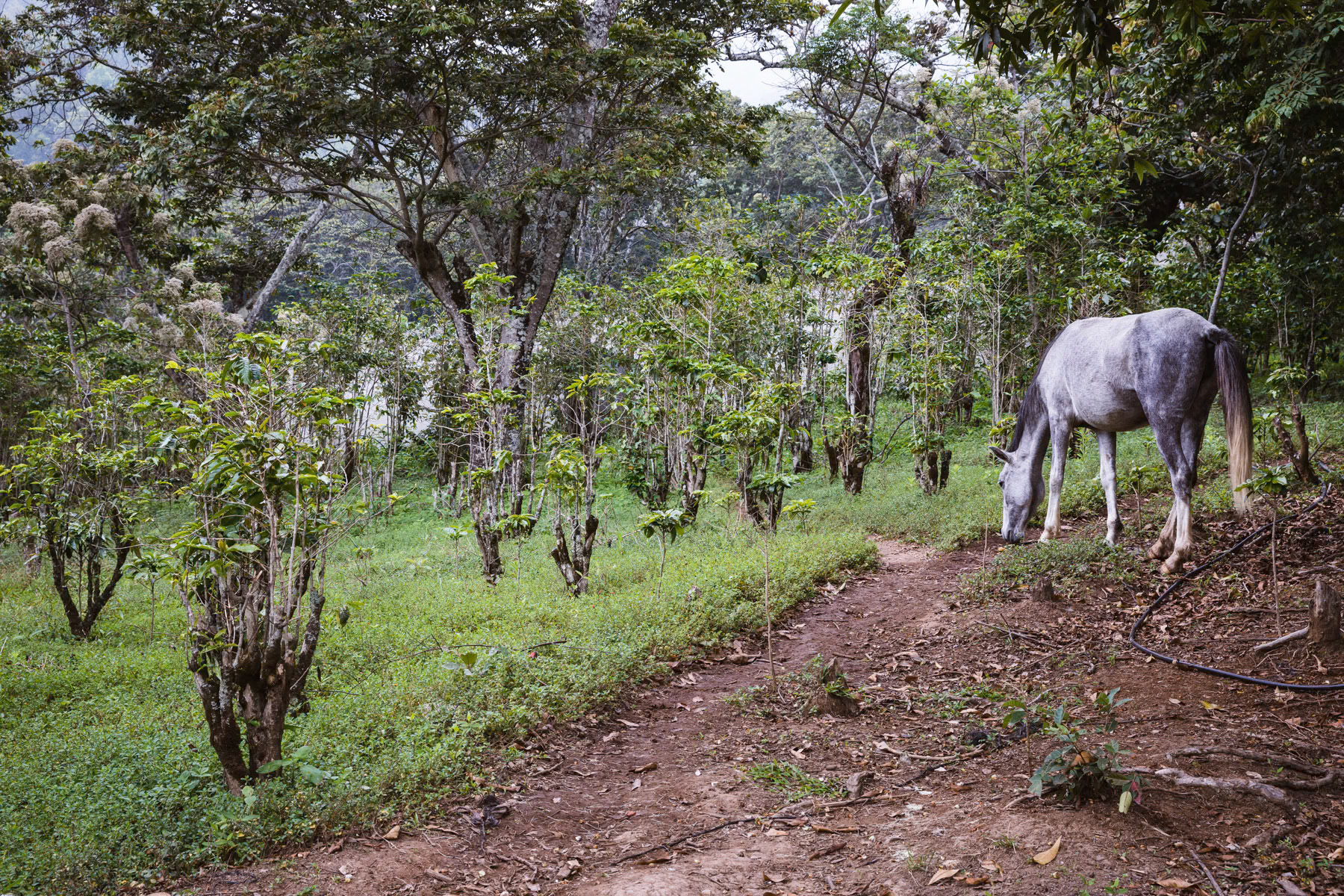 High altitude coffee plantation. Due to climate change and rising temperature coffee producers plant the coffee at higher altitudes sometimes higher than 2000m what would have been unimaginable 25 years ago. Coffee production is one of the most important export commodity for El Salvador. El Pital mountains, Los Planes in San Ignacio region, El Salvador, April 2019