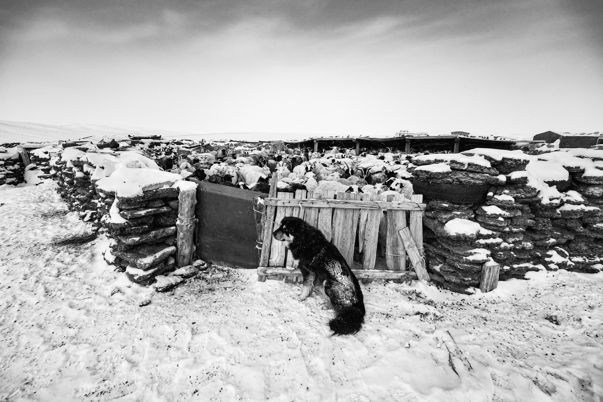 A dog stands guard over a livestock pen, an essential partner in the nomadic way of life. Gobi desert, Mongolia, December 2025
