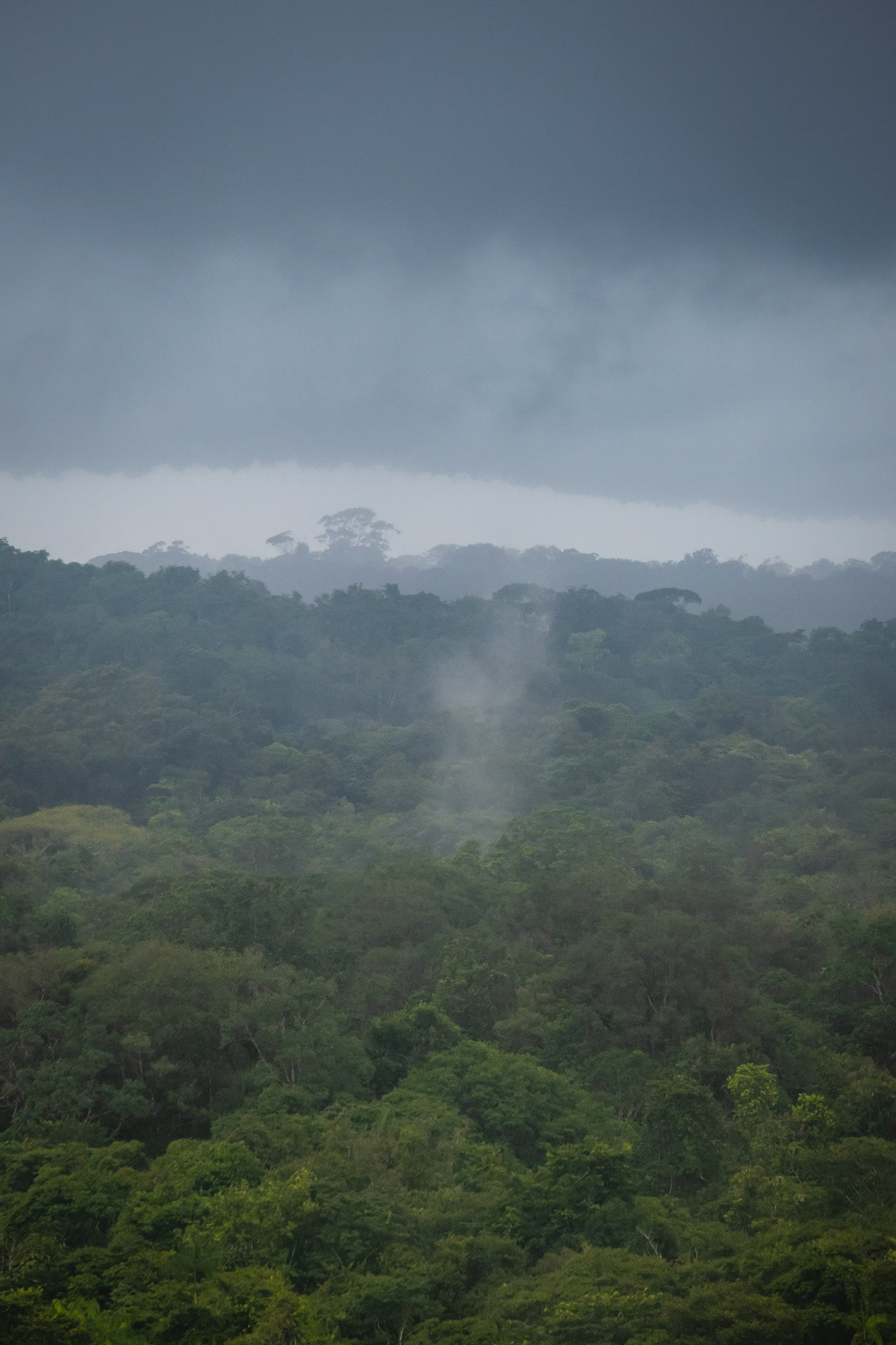 Amazon rain forest in French Guyana, March 2022
