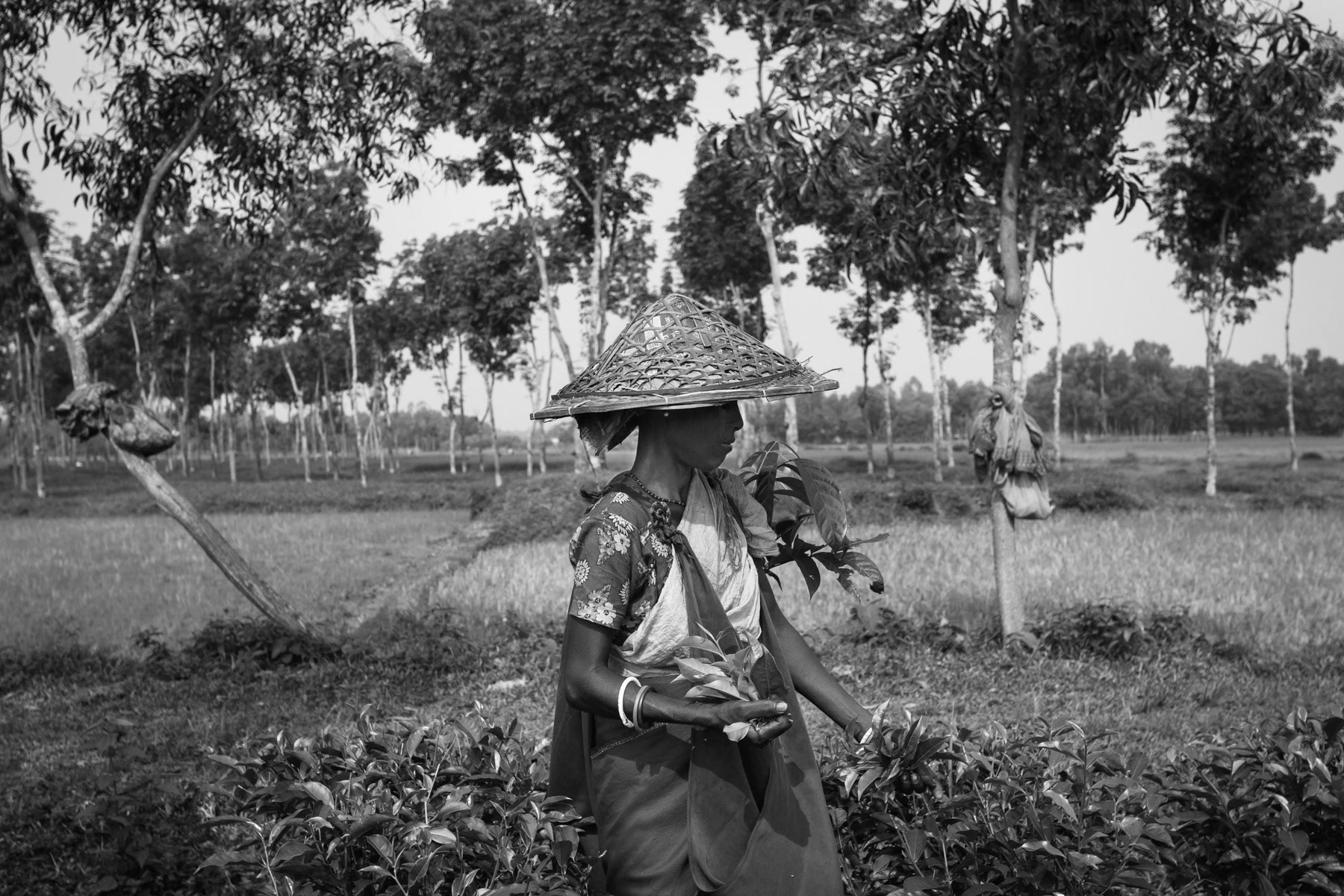 Pulcherra tea fields, Srimangal, Bangladesh, September 2014