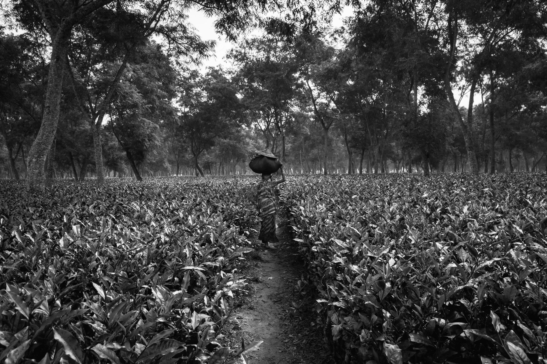 Srimangal tea fields, Bangladesh, September 2014