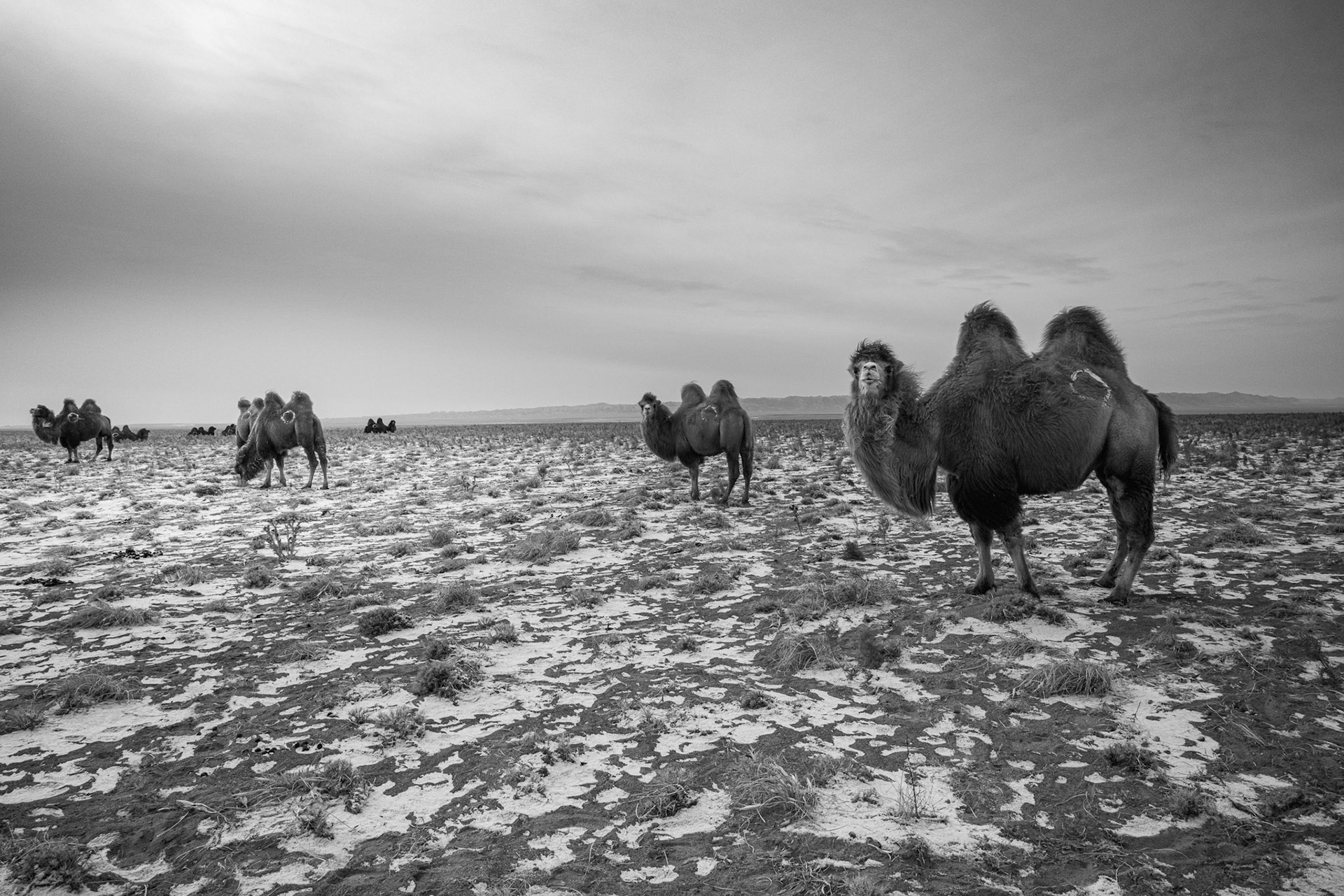 Bactrian camels huddling against the wind in the snowy Omnogovi steppe. Gobi desert, Mongolia, December 2025
