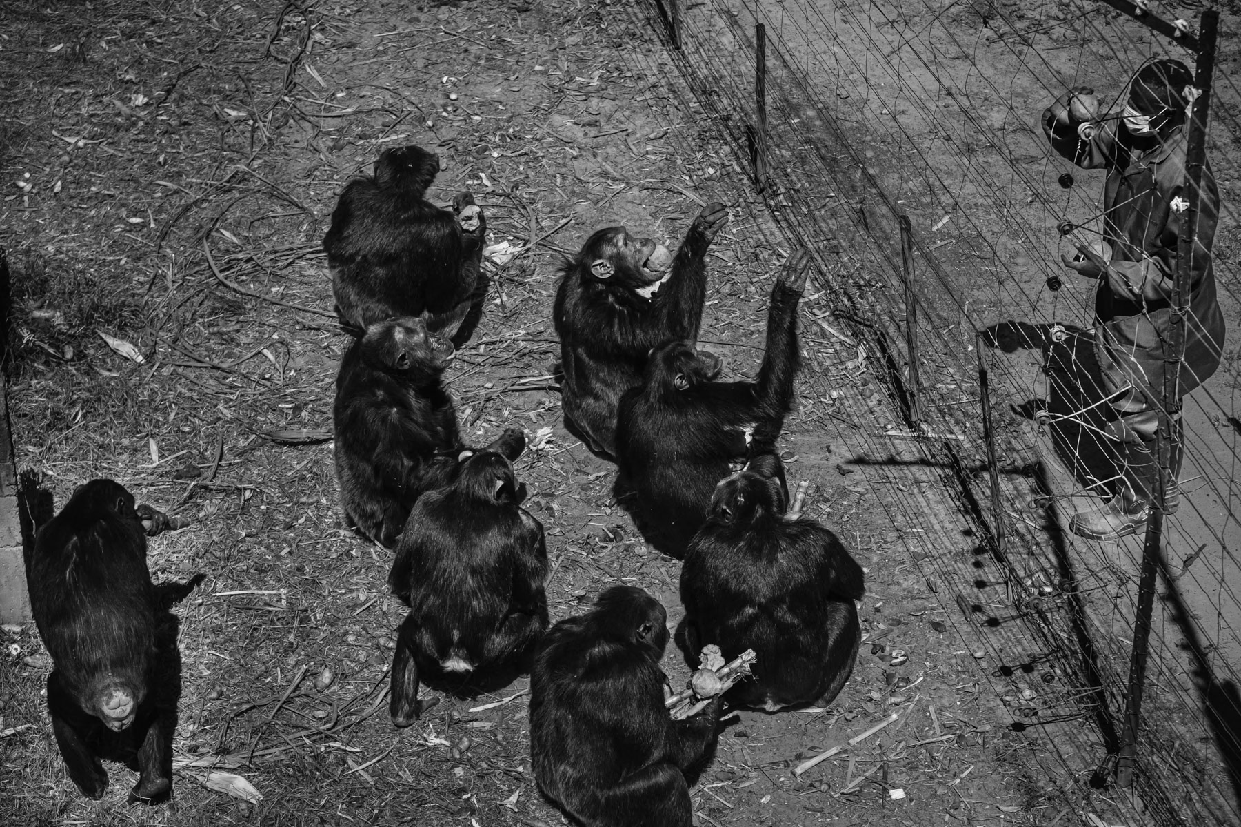 Chimpanzees being fed at an orphanage serving as shelter and sanctuary for animals that were removed from their natural habitat and later abandonned. Chimfunshi, Chingola, Zambia, May 2021