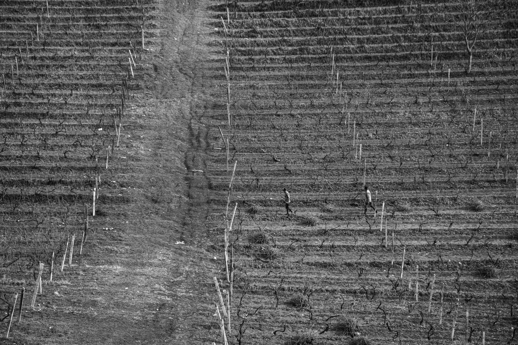 Vineyards between Sos and Karmir Shuka. Nagorno-Karabakh, January 2021