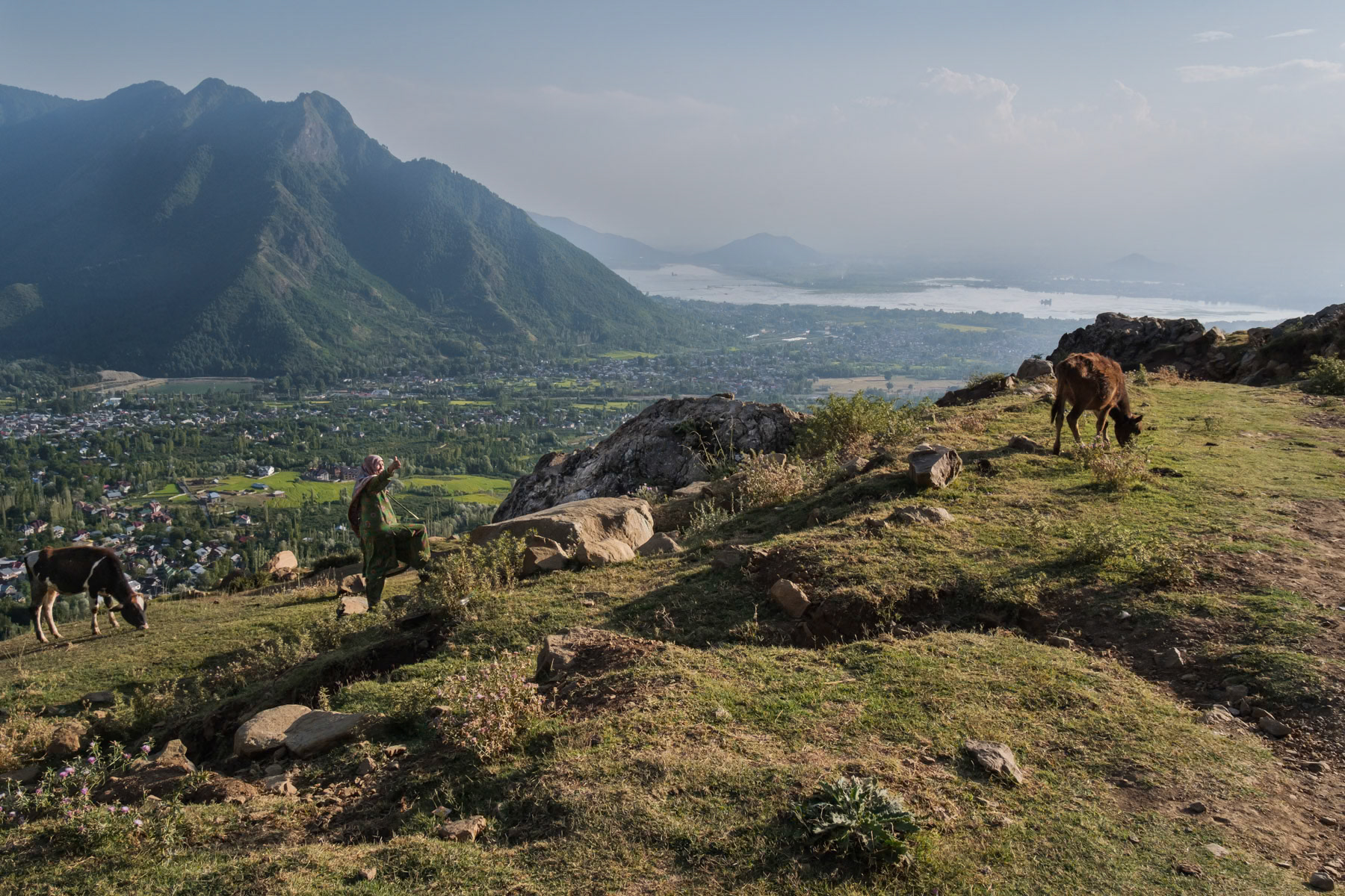 Semi nomadic Gujjar minority with their livestock in the hights above Srinagar. Faqir Gujri village, Kashmir in Indian Administrated Kashmir, September 2023