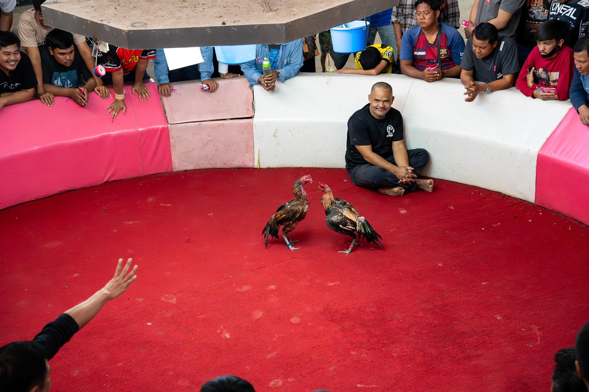 Rooster fighting arena in Chom Bueng village in Ratchaburi, Thailand, January 2026