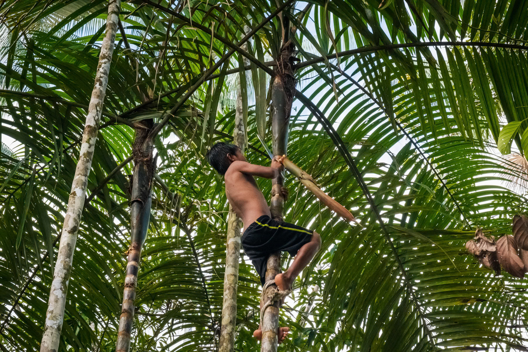 Leo , 9 years old, climbing in the trees using a rope around his feet to fetch fruit. Casilla Nagra, Leticia, Colombia, April 2022