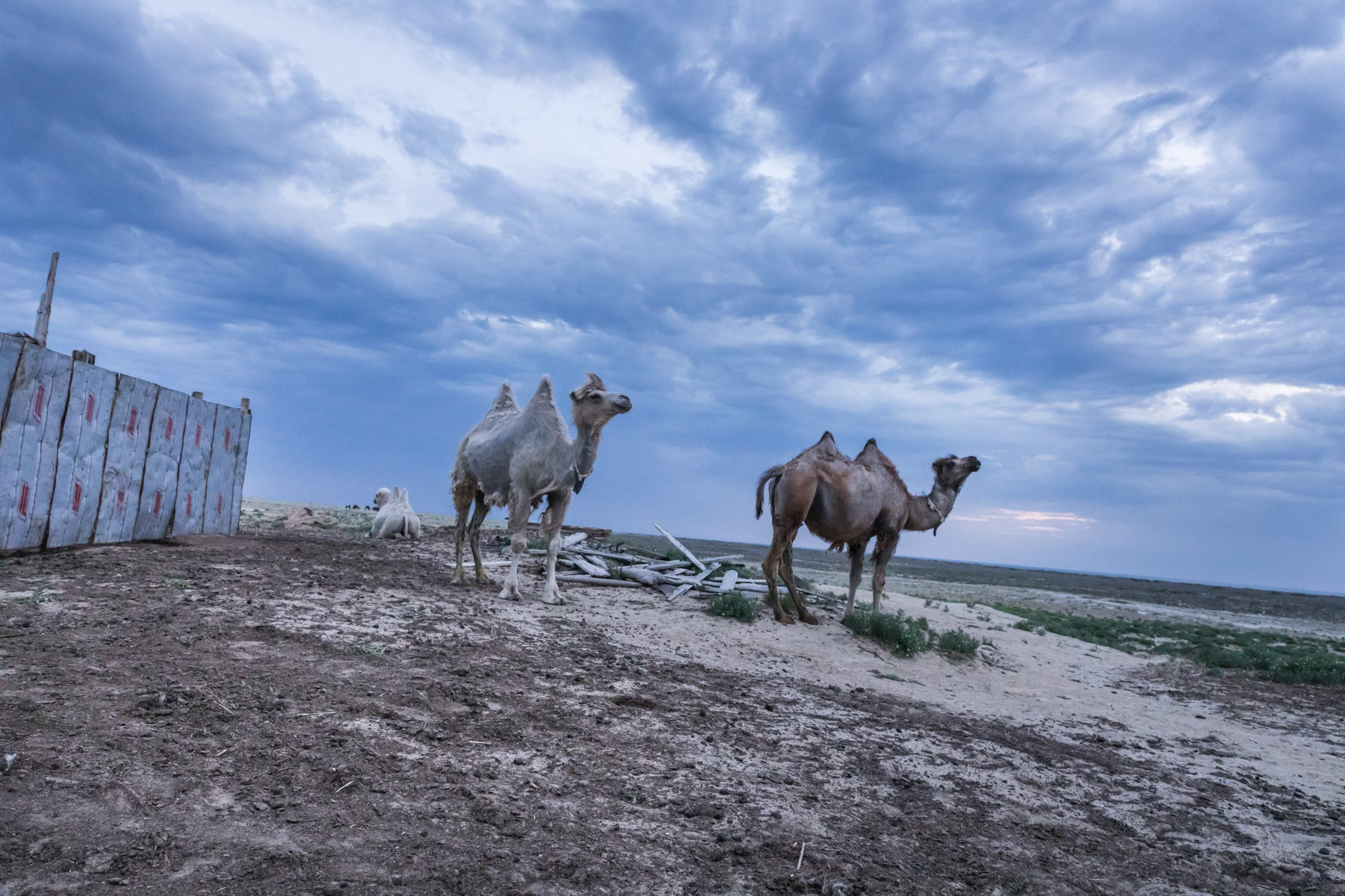 Camels are an important source of income and subsitance for the populations living in the remote villages around the Aral Sea. Tastubek, Kazakhstan, June 2019