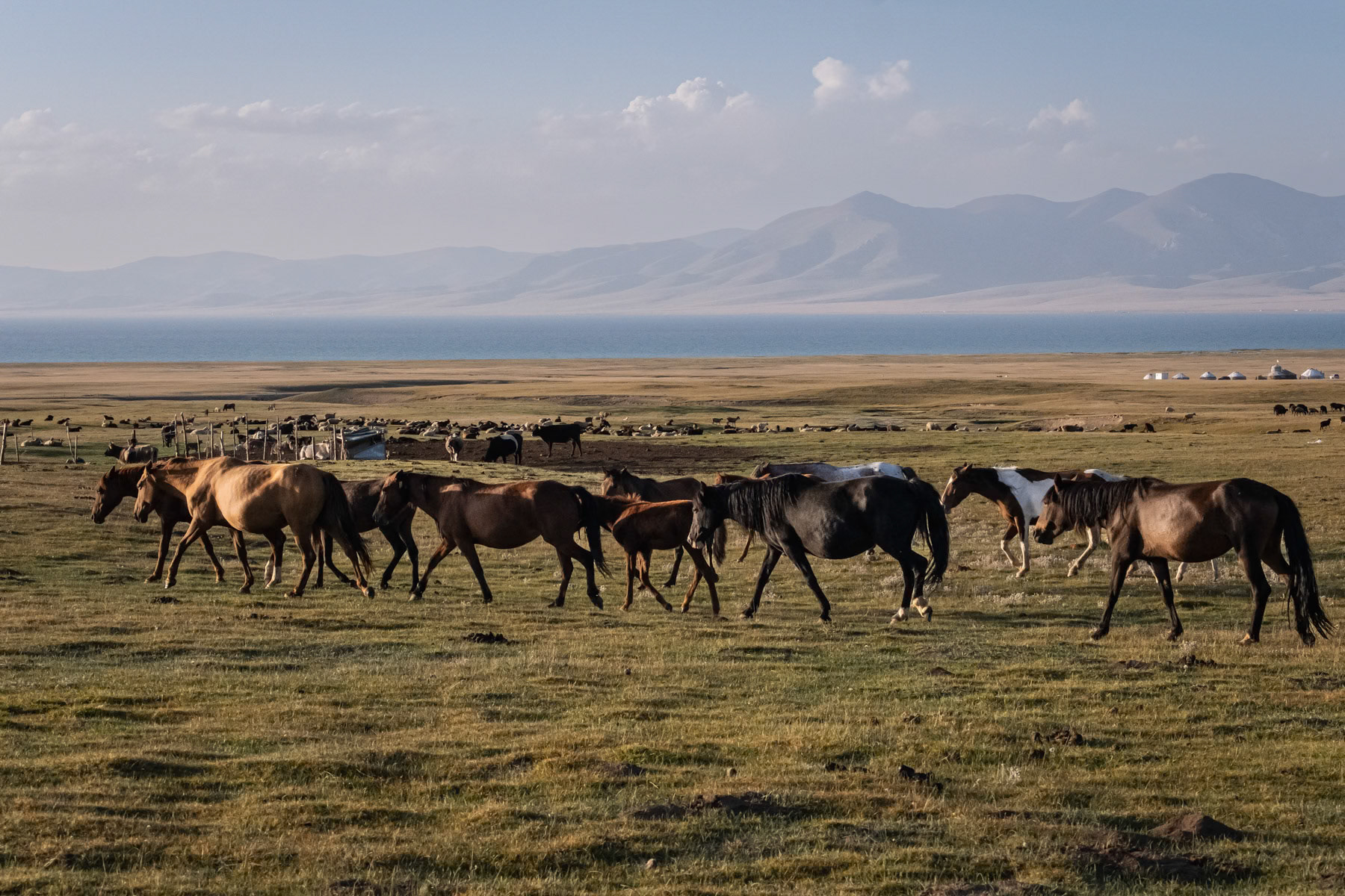 Horses, summer pastures along Son Kul Lake, Kyrgyzstan, August 2021