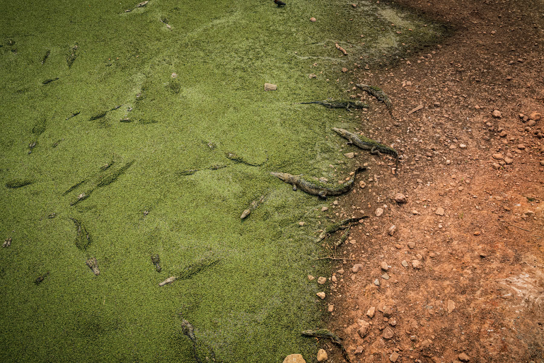 Yacare caiman surviving in little water left in the Pantanal natural region, the world's largest tropical wetlands. The Pantanal is an essential sanctuary for birds, and aquatic life and a habitat for caiman, deer and the endangered Pantanal jaguar. Pantanal natural reserve, Pocone, Mato Grosso, Brazil, October 2020
