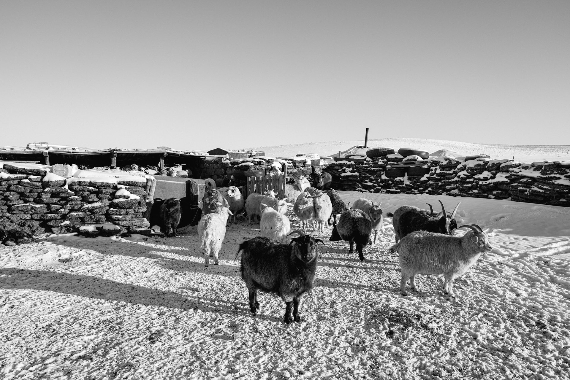 With grazing nearly impossible at -40°C, livestock rely on expensive, purchased fodder to survive the winter months. Gobi desert, Mongolia, December 2025