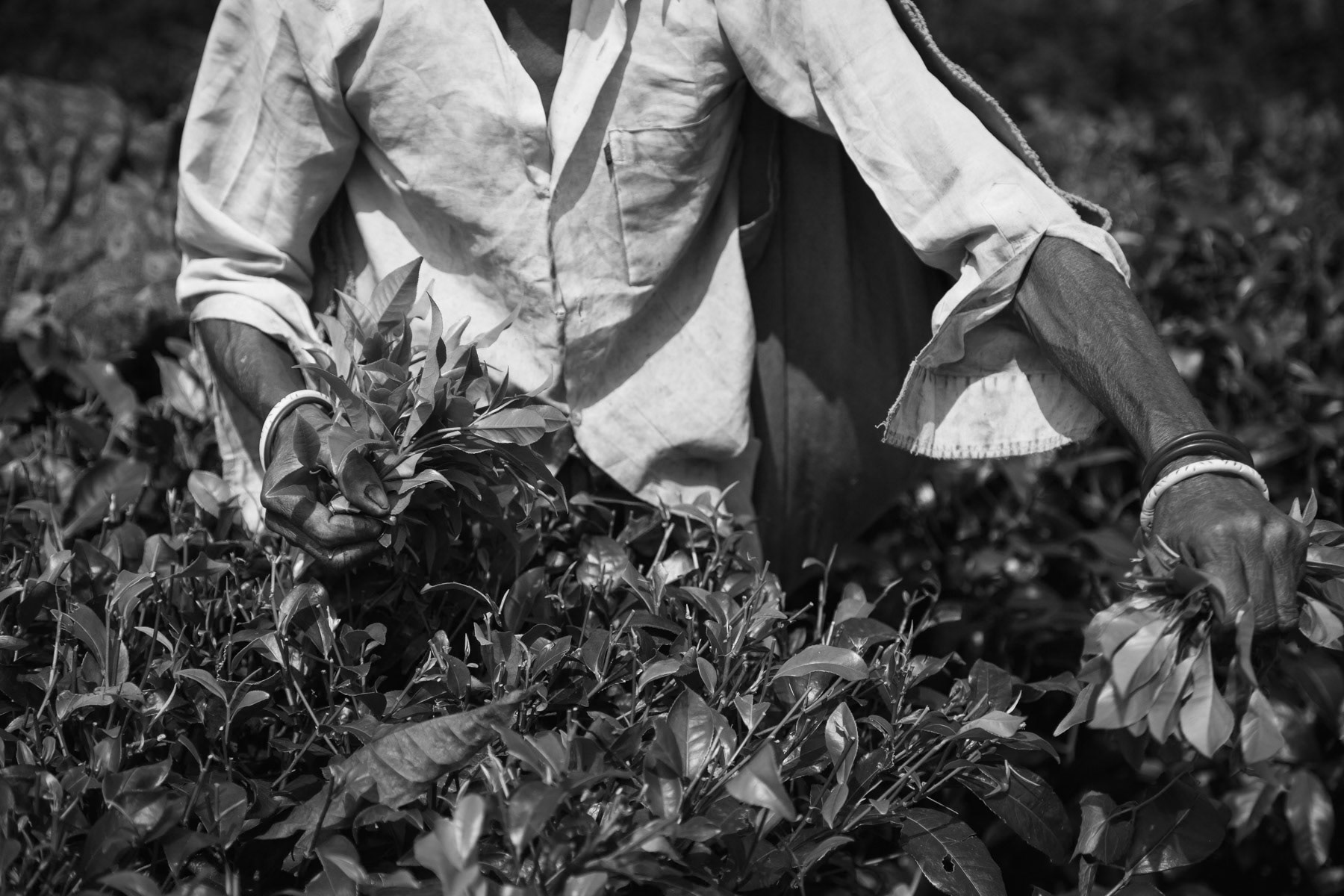 Tea picker, Srimangal, Bangladesh, September 2014