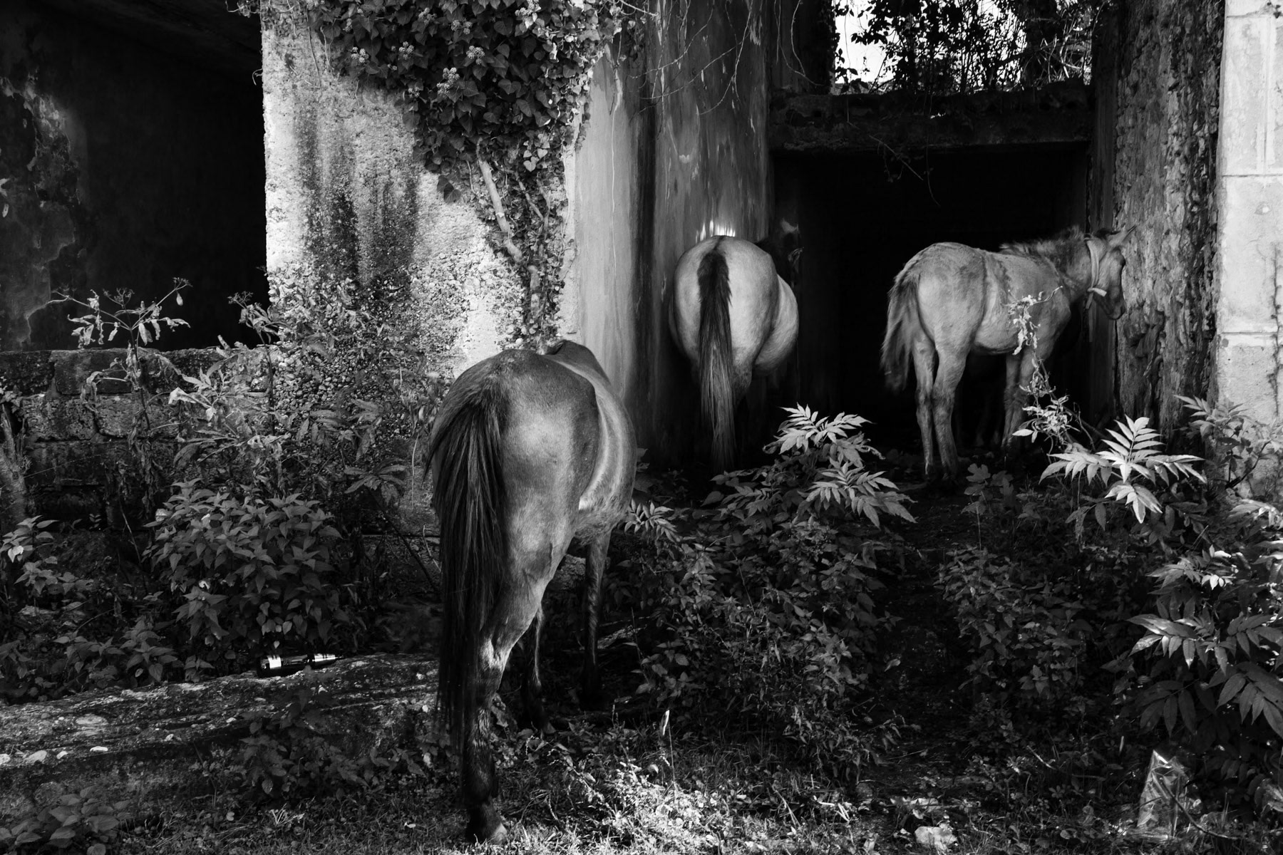 Horses in an abandoned building, downtown Gali, Abkhazia, October 2013
