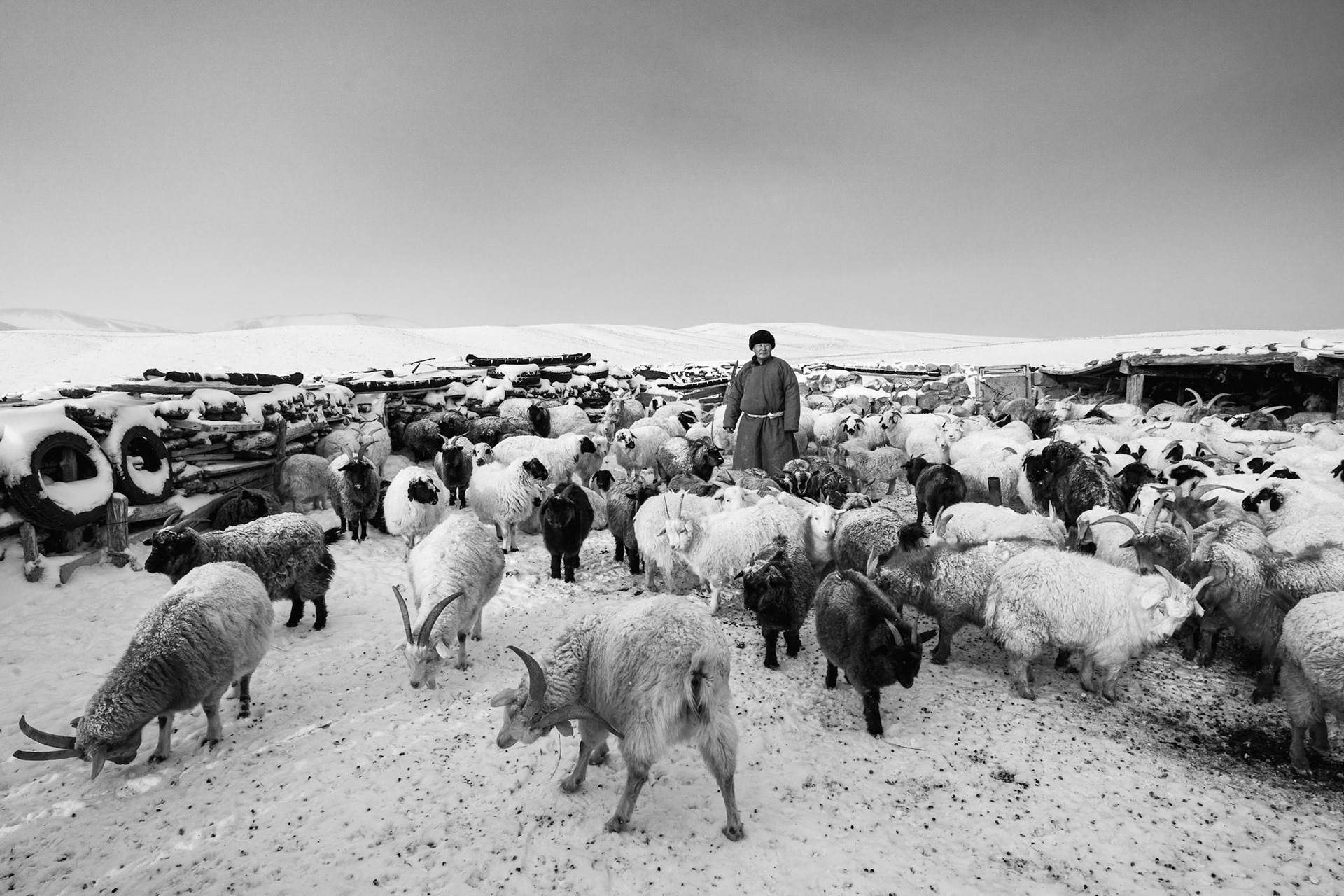 Livestock foraging through the ice for sparse, dry grass amidst increasing desertification. Gobi desert, Mongolia, December 2025