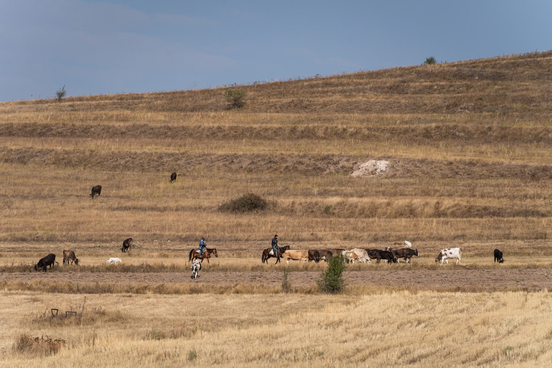 A herd of cows goes out to graze. Since the loss of Nagorno-Karabakh, the lives of Armenian livestock farmers have become a challenge, as their grazing territory has been significantly reduced. Syunik, Armenia, September 2025