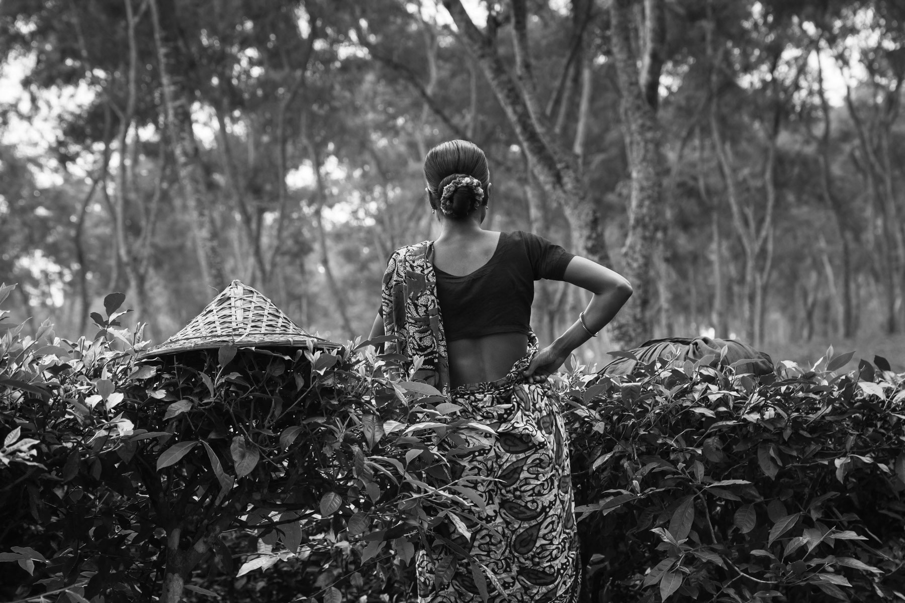 Sylhet tea estate, Bangladesh, October 2014