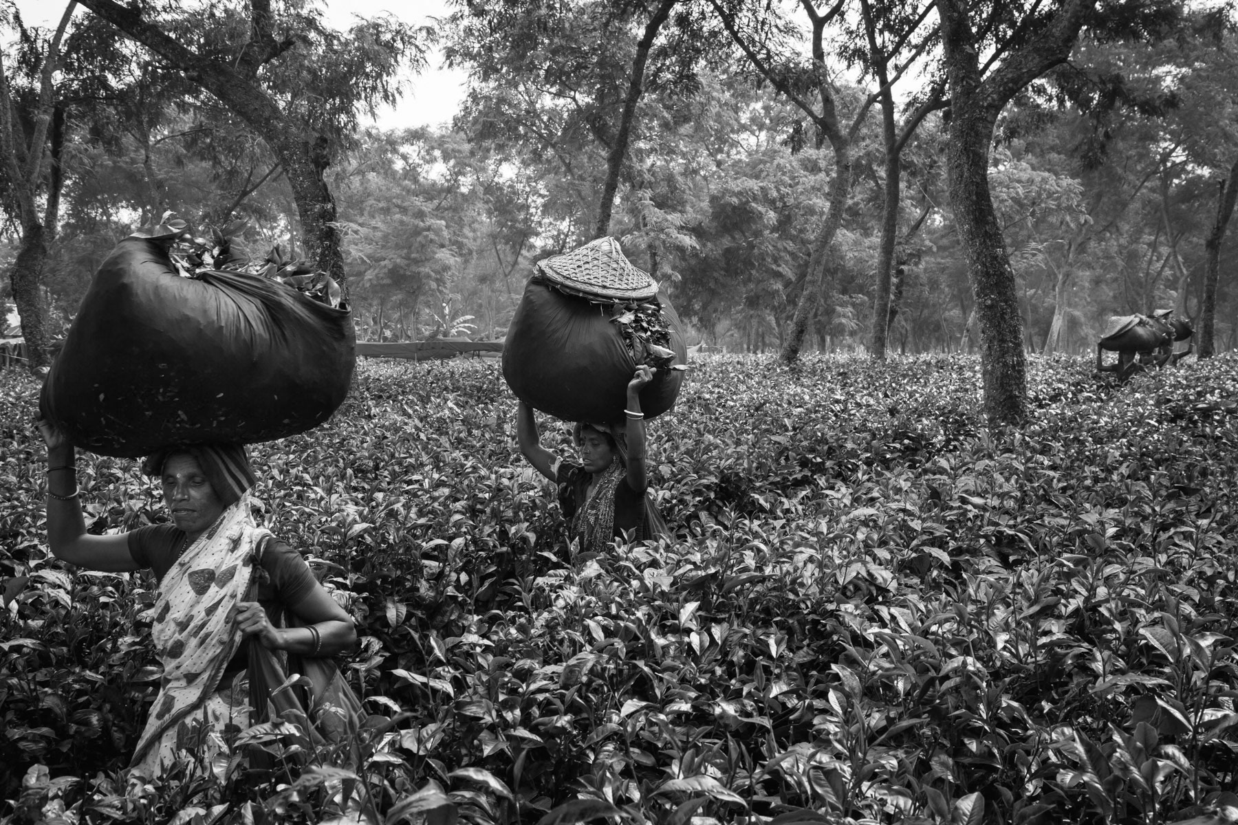 Women carrying the collected tea leafs, Srimangal tea fields, Bangladesh, September 2014