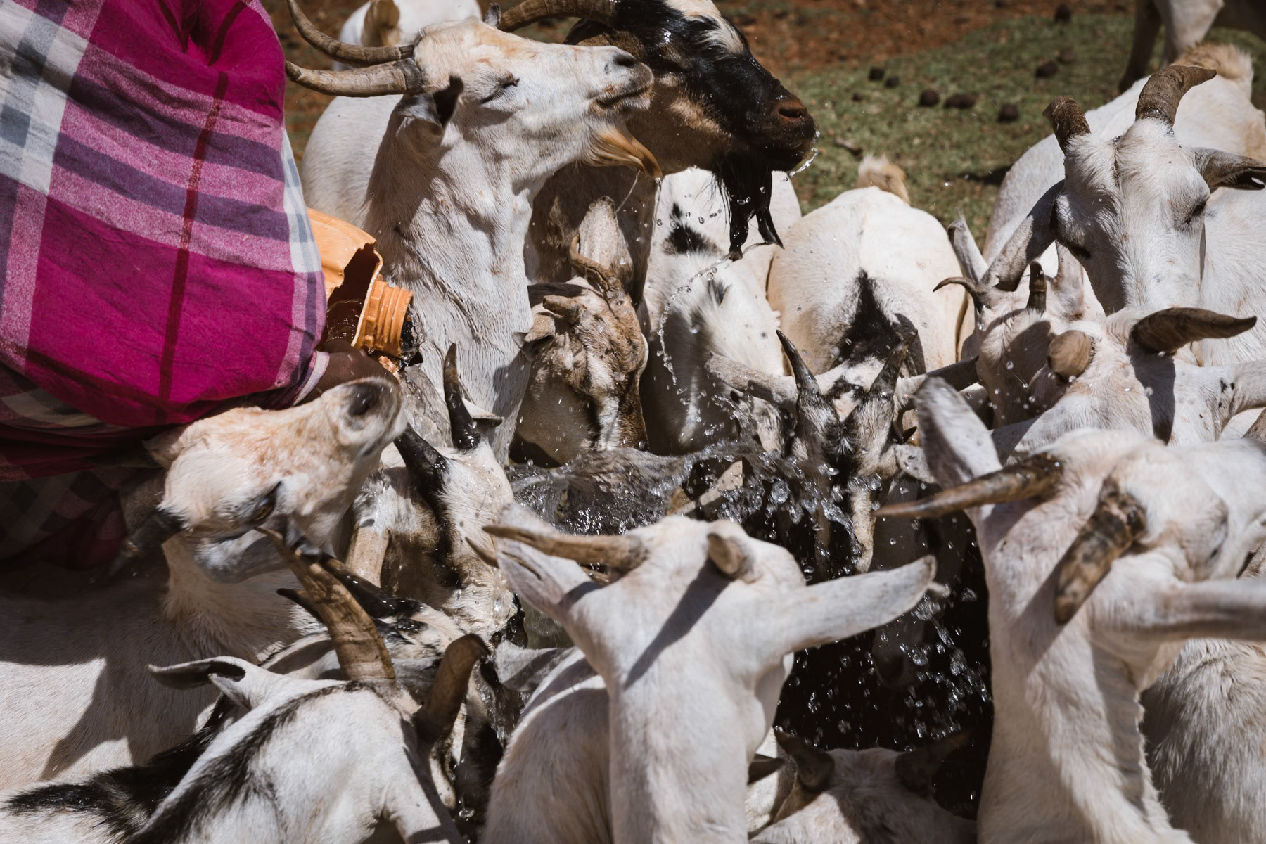 Livestock being given the litte water left. The Horn of Africa has been affected by 4 years of severe drought, having killed over 80% of livestock in certain regions. Burao region in Somaliland, October 2017