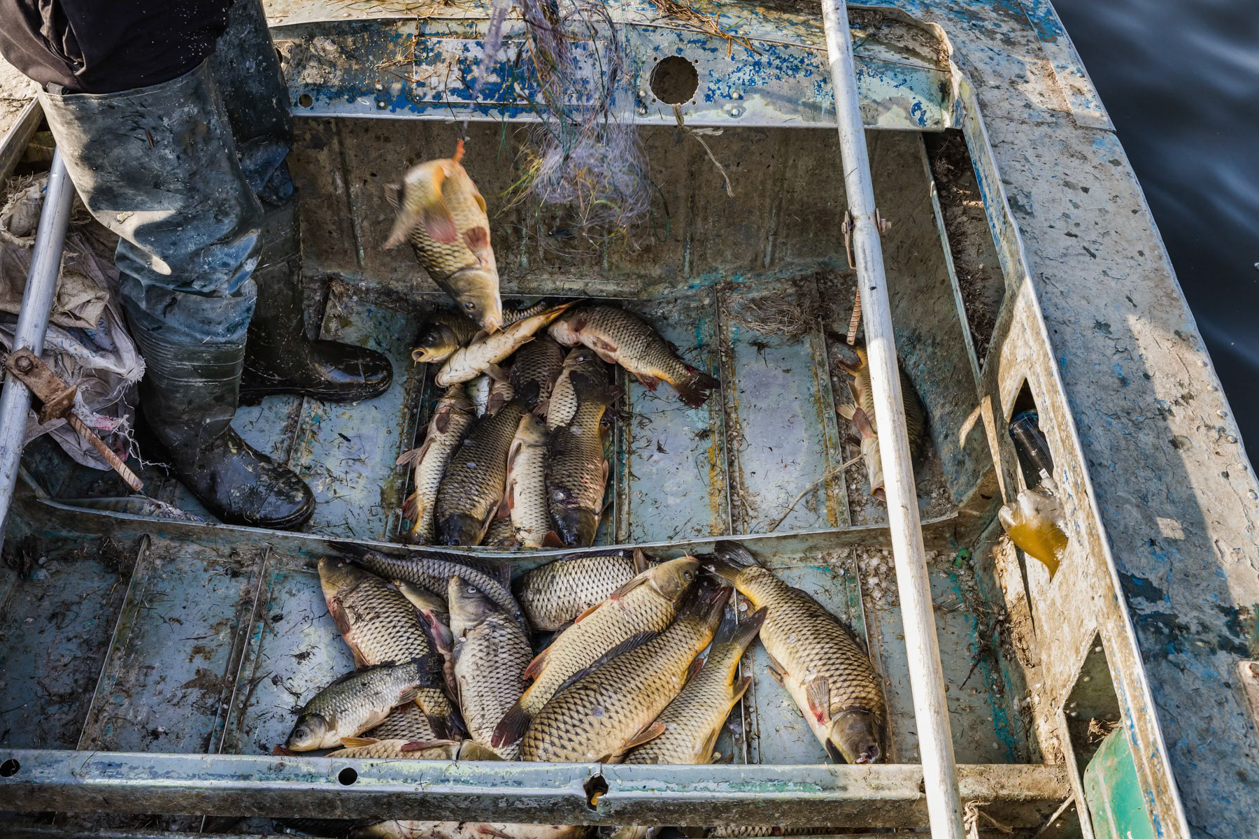 The catch of one net, in average one boat would have 5 to 7 nets in use. One kg of fish is sold by the fishermen for $1,5 and will be consequently sold in the town of Aralsk for 3 times this price. Aral Sea, Kazakhstan, June 2019