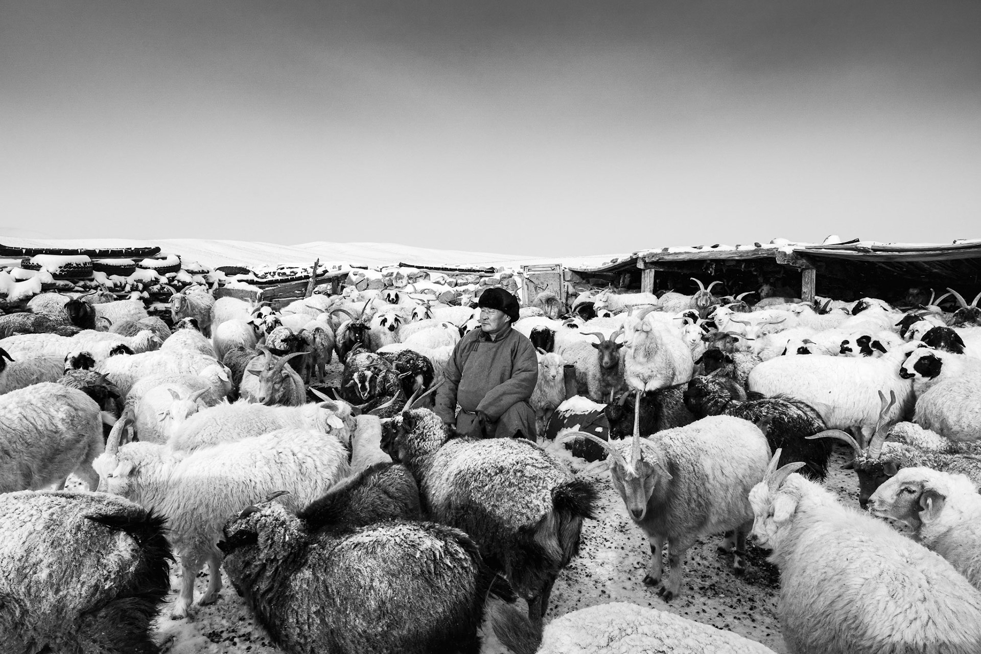 A herder stands among his flock, facing a winter made harsher by extreme drought during the rest of the year. Gobi desert, Mongolia, December 2025