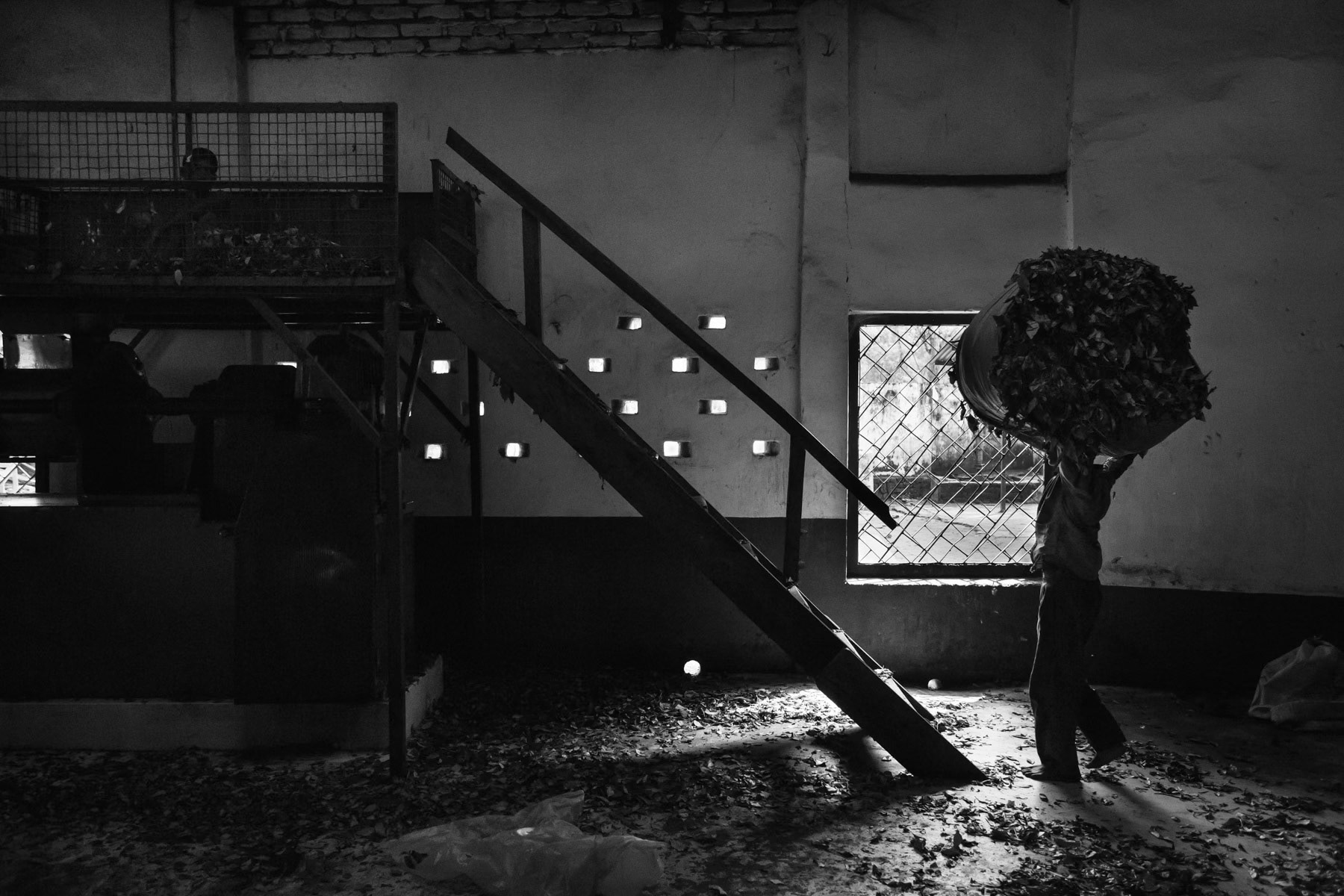 Tea production site, Srigobindopur Tea Estate, Srimangal, Bangladesh, September 2014