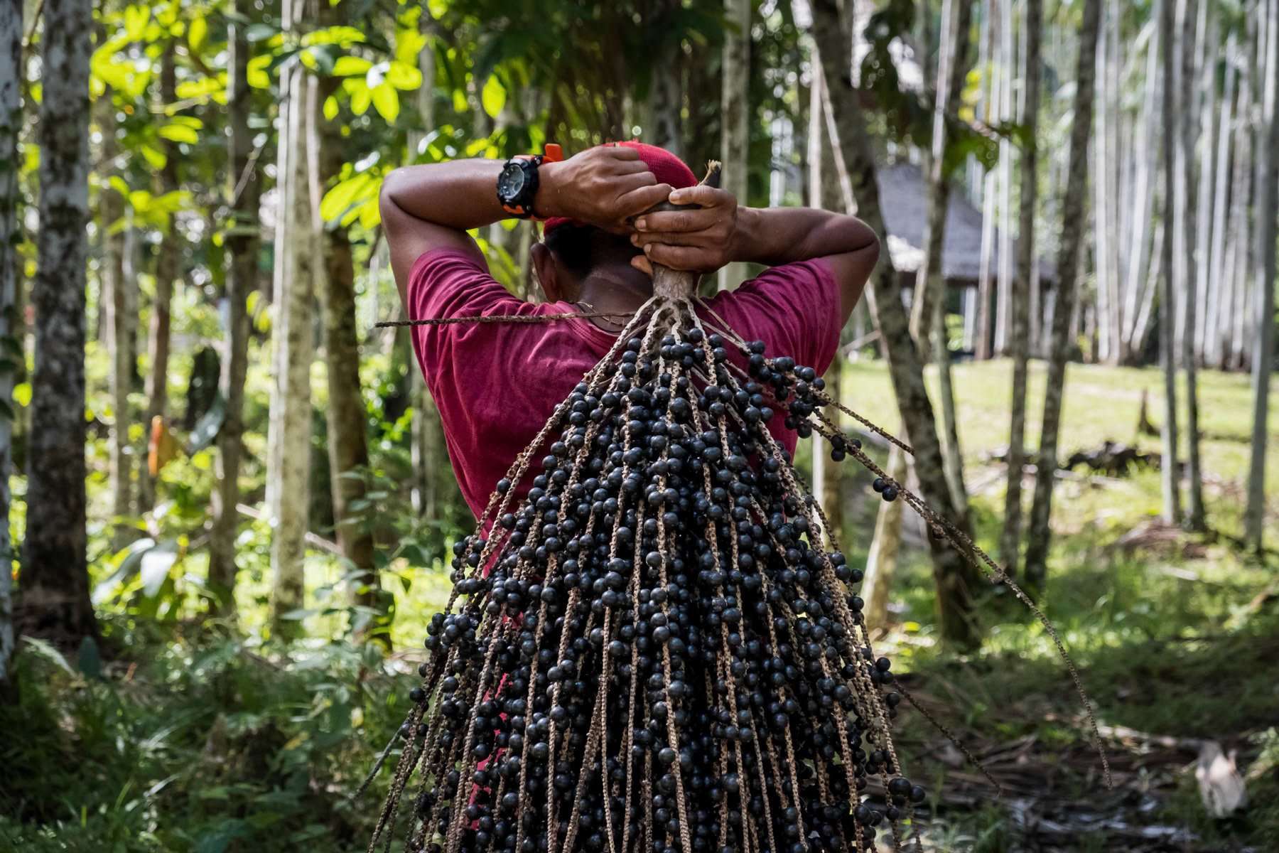Branches of asai (amazonian fruit) that was collected from 10-15m high trees. Amazonian rainforest, Leticia, Colombia, April 2022