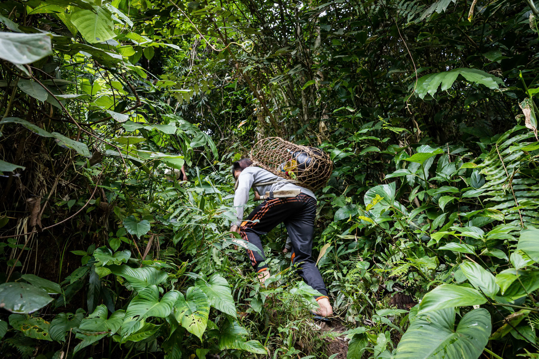 A member of the Orang Ulu or indigenous people from the interior of Sarawak climbing the hills of the rainforest to go hunting and fruit picking. Sarawak in Malaysian Borneo, Malaysia, February 2020