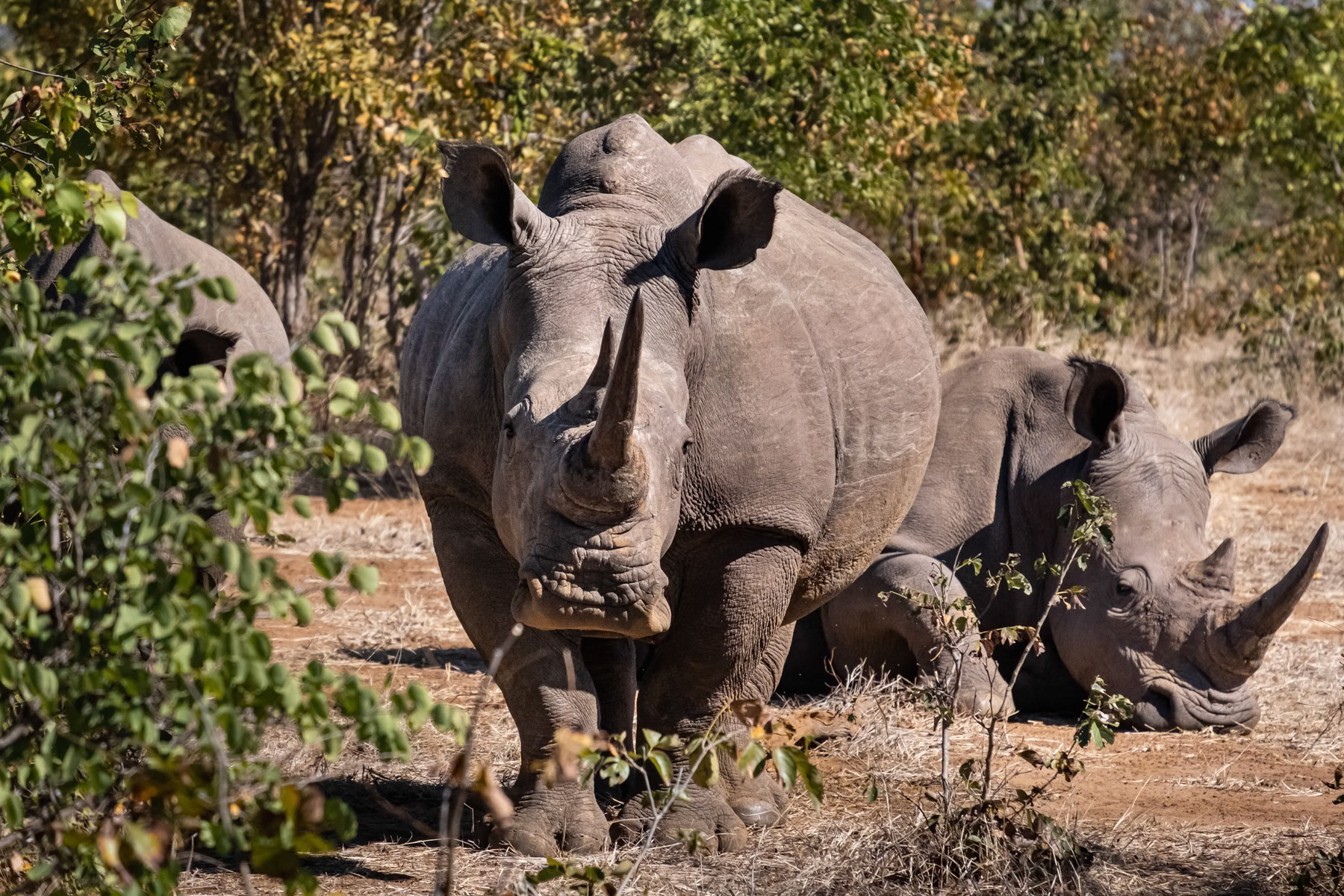 White rhinos in a 24/7 protected area within a National Park. Zambia had forty years ago over 12,000 rhinos, in 1998 they were declared extinct due to rampant poaching. To this day rhino horn fetch more than 10,000 usd on the black market with China as a primary destination. Only eight white rhinos remain in the park and are guarded by armed rangers 24/7. Mosi-Oa-Tunya National Park, Zambia, June 2021