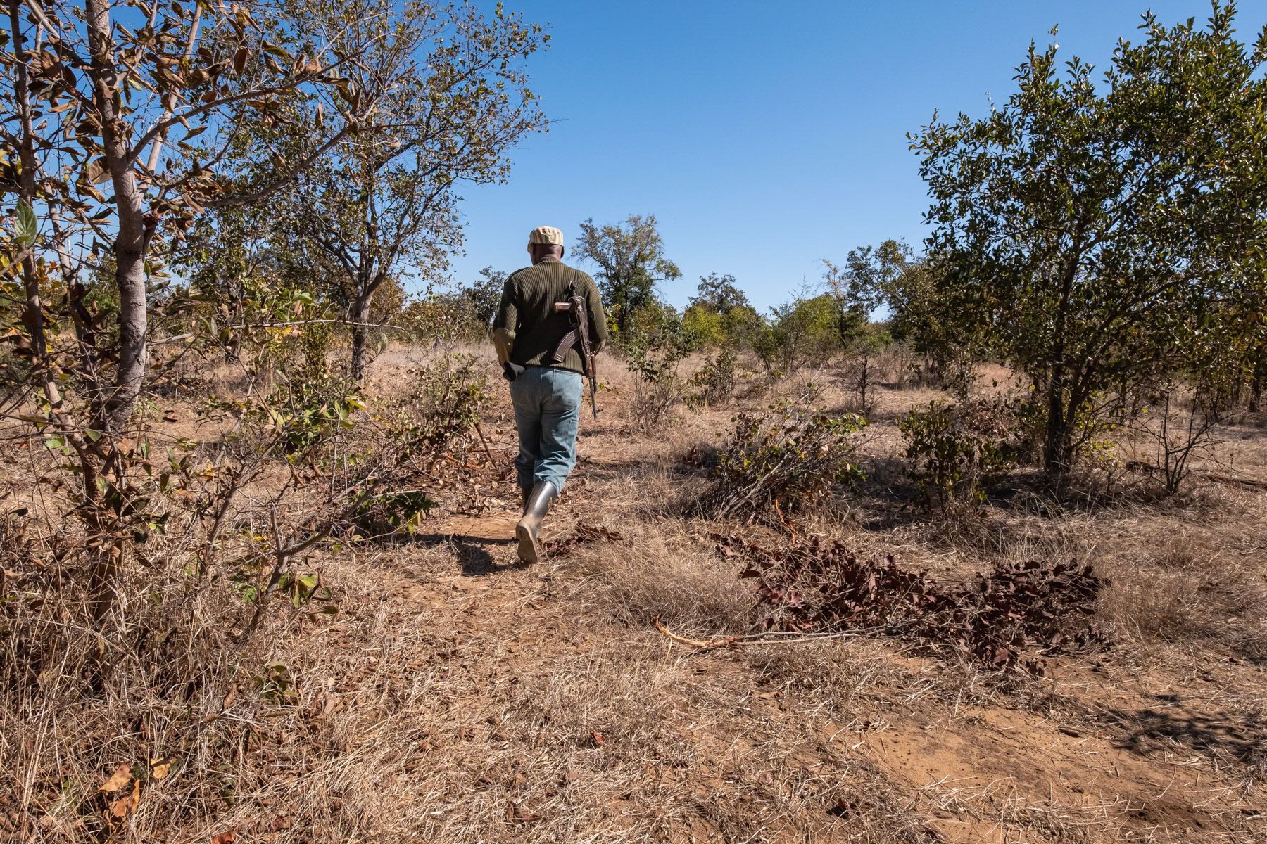 Armed ranger protecting the eight white rhinos that remain in the park. Zambia had forty years ago over 12,000 rhinos, in 1998 they were declared extinct due to rampant poaching. To this day rhino horn fetch more than 10,000 usd on the black market with China as a primary destination. Only eight white rhinos remain in the park and are guarded by armed rangers 24/7. Mosi-Oa-Tunya National Park, Zambia, June 2021