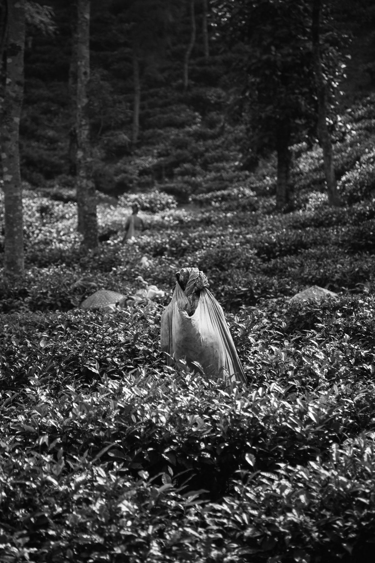 Tea Picker, Malnicherra Tea Estate in Sylhet, Bangladesh, September 2014