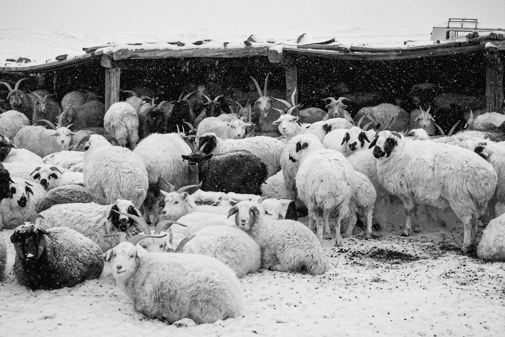 The wealth of nomads, sheep and goats seeking shelter in a hand-built enclosure. Gobi desert, Mongolia, December 2025
