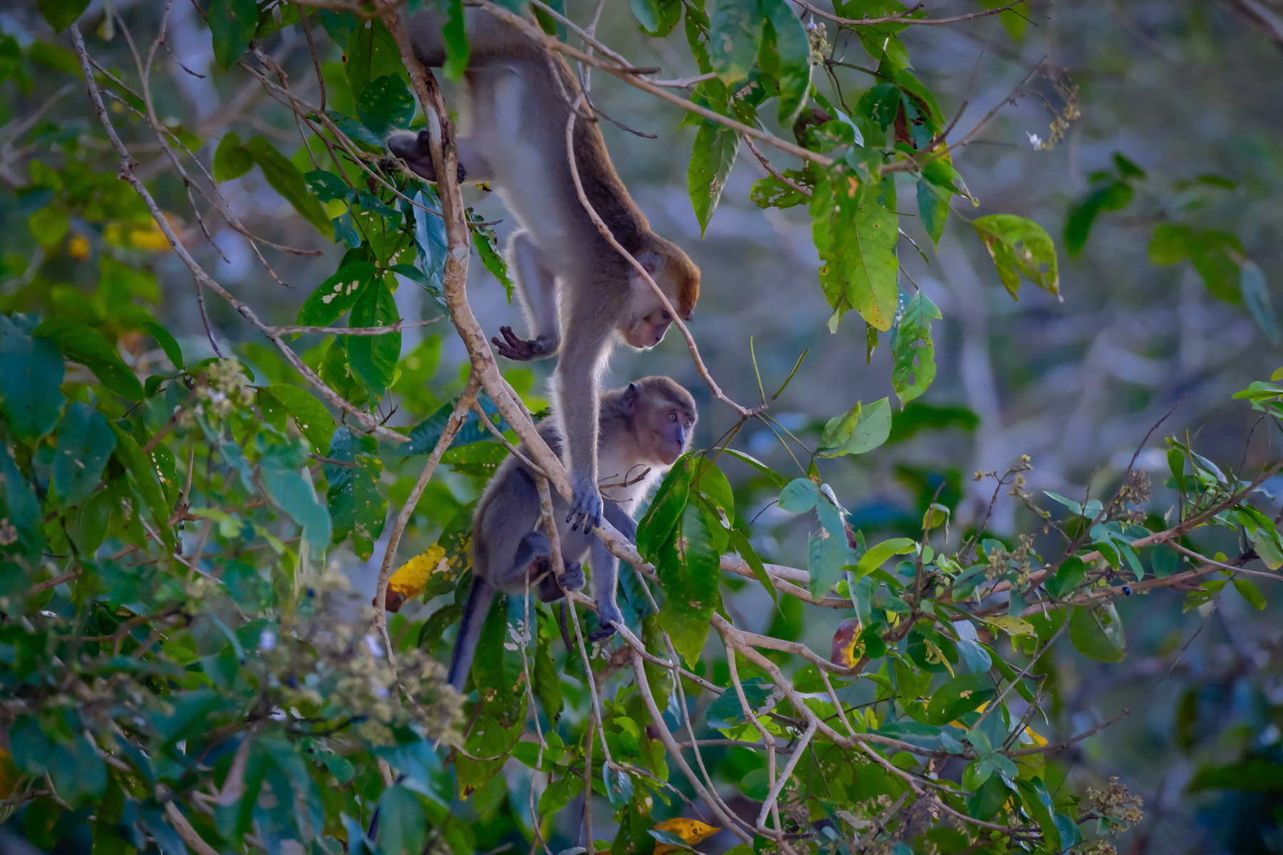 Long tailed macaque in his natural habitat, Tungog rainforest in Borneo, Sabah, Malaysia, February 2024