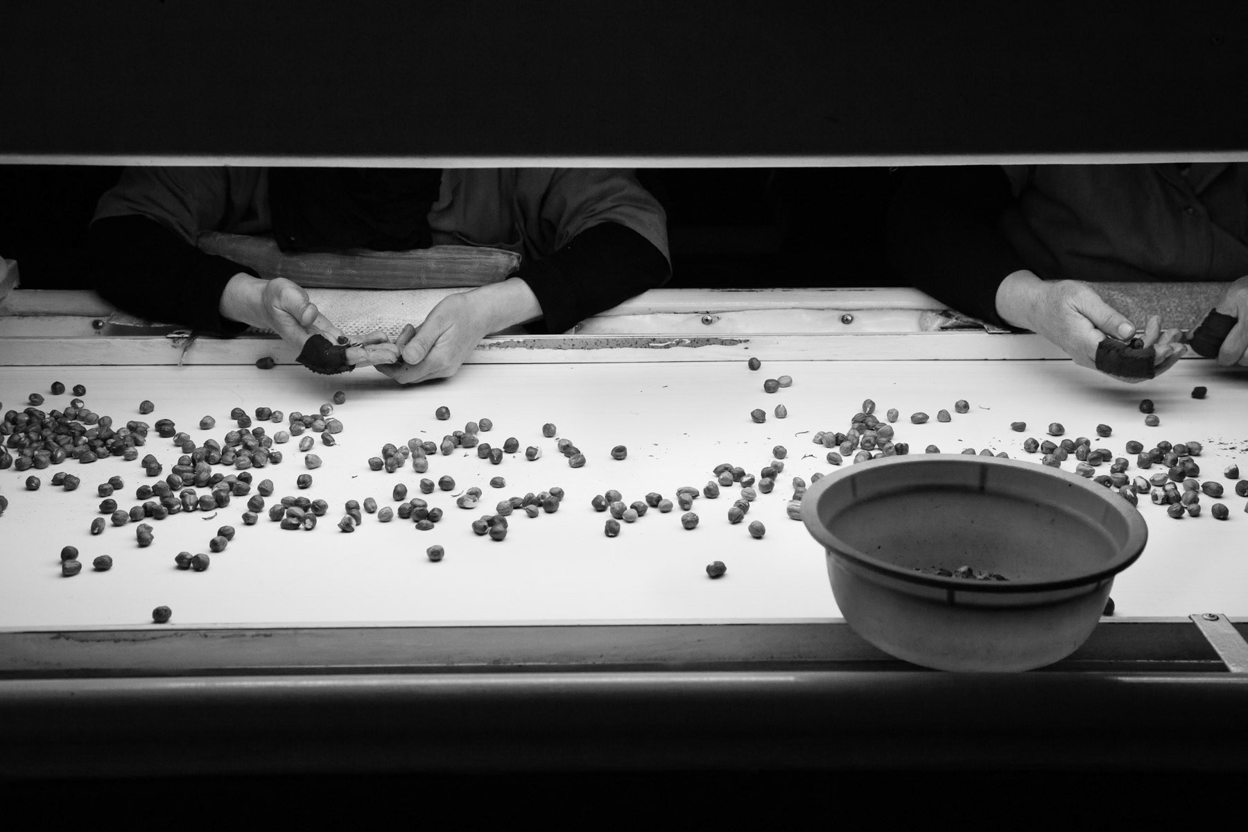 Sorting hazelnut at a processing plant in Zugdidi. Hazelnut has become a main source of income for the region of Samegrelo after tea production was abandoned gradually. Georgia, March 2014