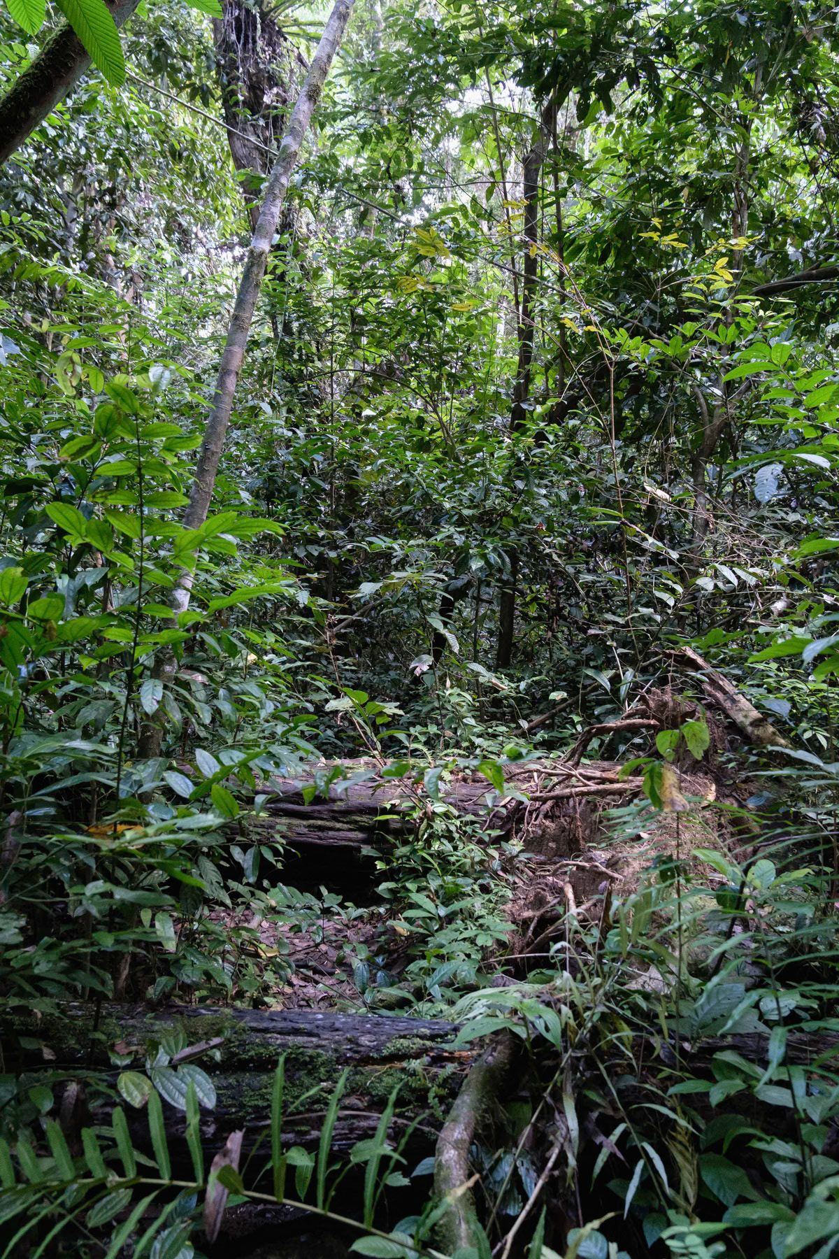Tungog rainforest in Kinabatangan, Borneo, Malaysia, February 2024
