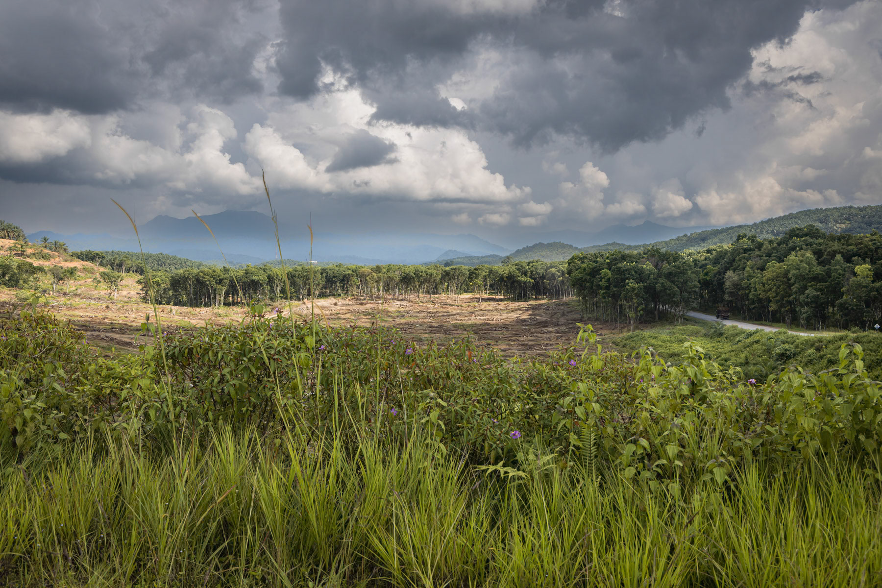 Cleared land for a palm oil plantation that is replacing primary rainforest at an alarming rate, destroying eco systems and the livelihood of indigenous communities that used to live in the rainforest. Kelantan, Malaysia, June 2022