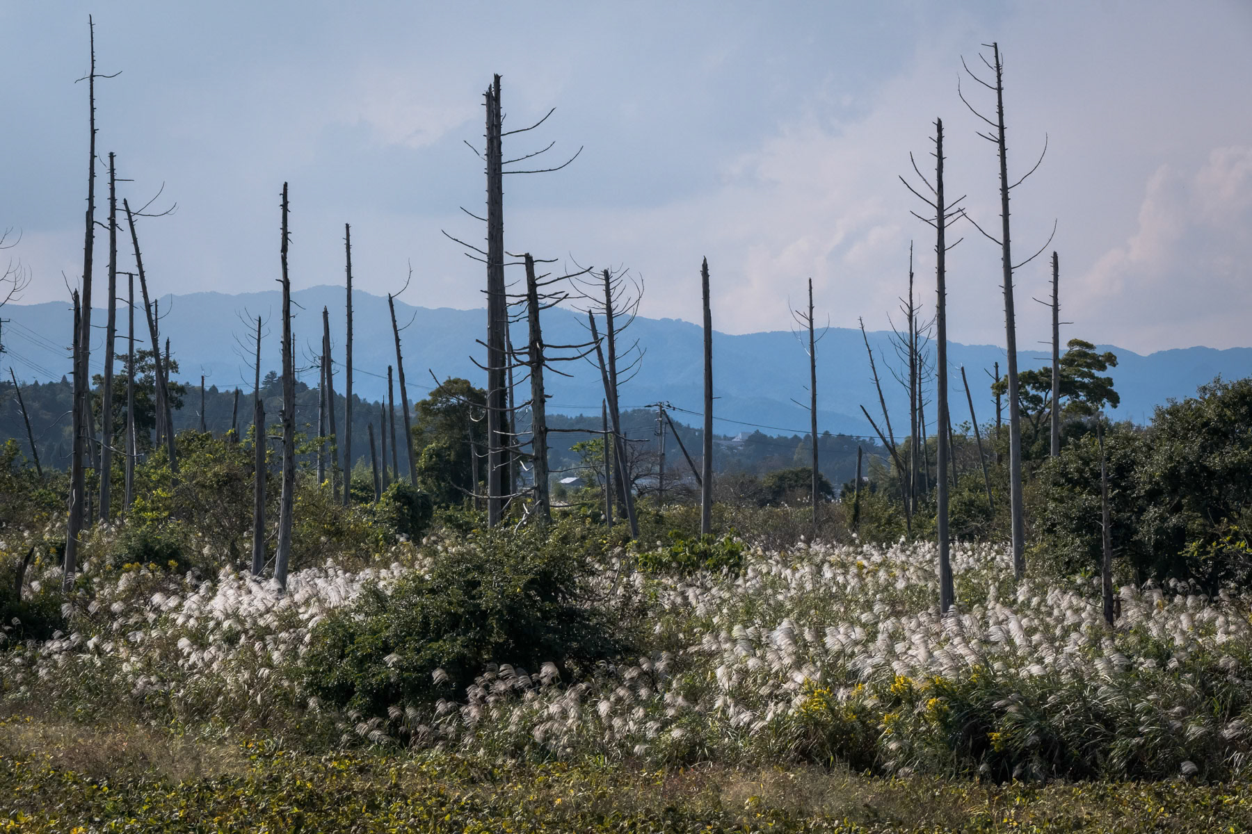 Surroundings of the Fukushima nuclear power plant, Naime, Fukushima, October 2023