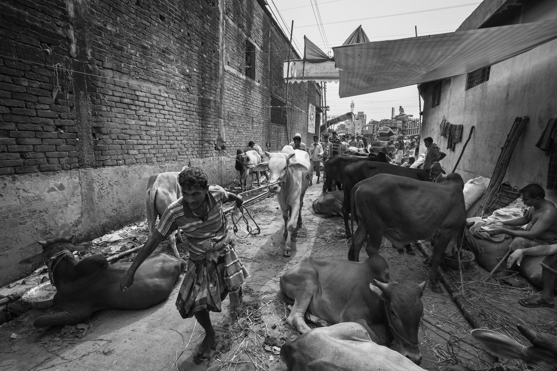 Pre-Eid sale of cows, the skin will evntually end up in the surrounding tanneries, Hazaribagh, Bangladesh, October 2014