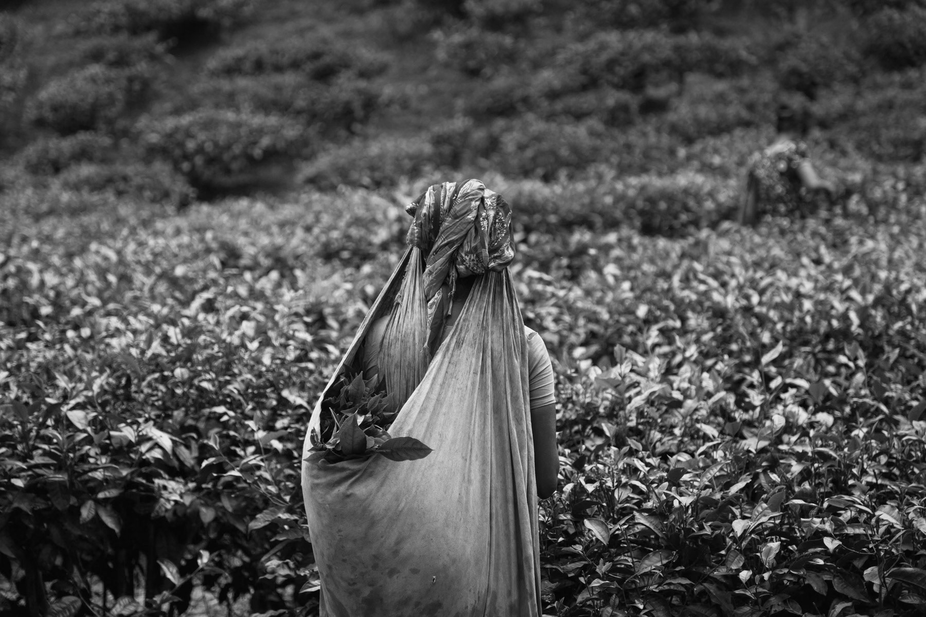 Woman harvesting tea leafs, Sylhet, Bangladesh, September 2014