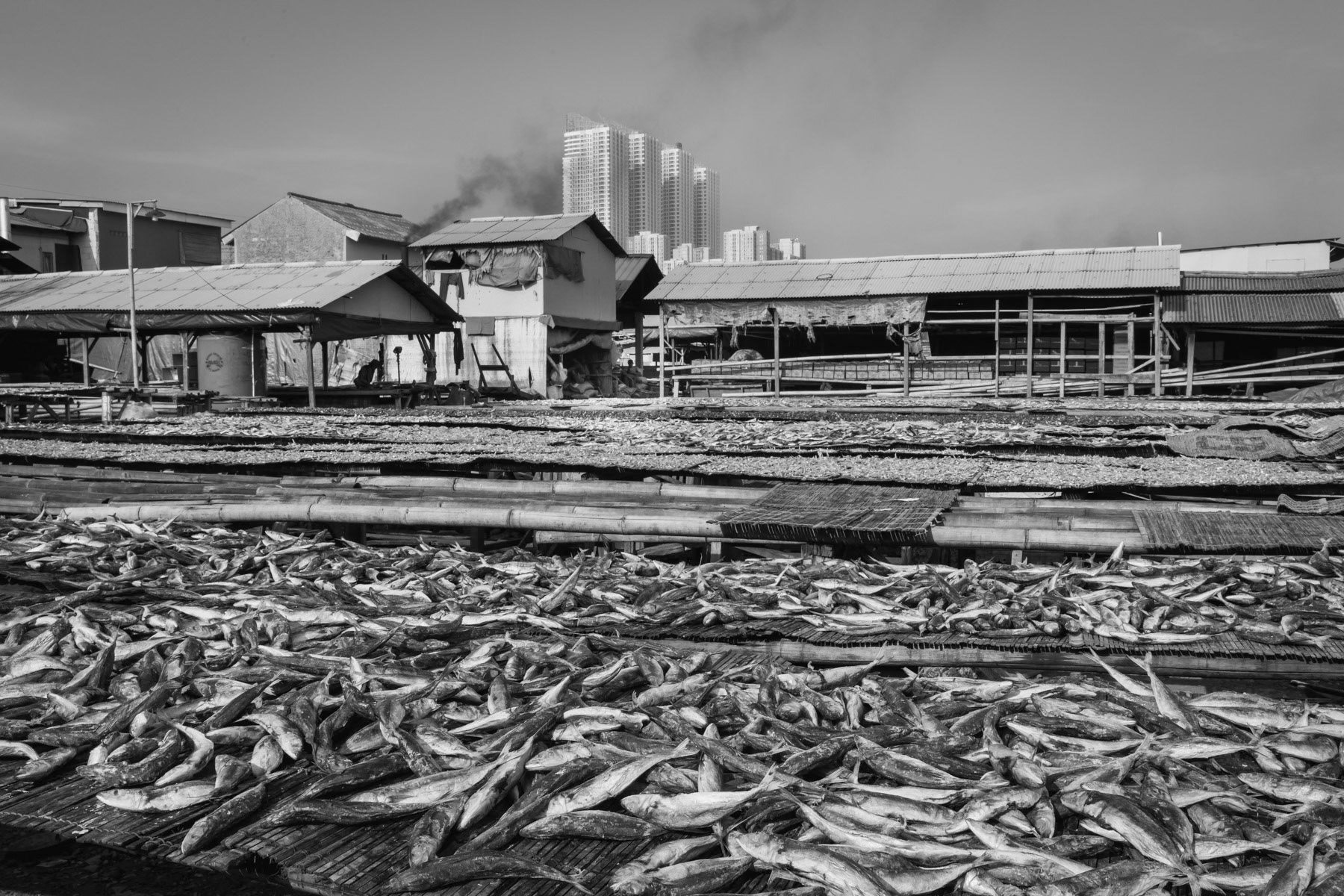 Drying fish in Muara Angke. Fishermen have been affected by evictions and depleted fish reserves due to extensive real estate development projects and the construction of artificial islands in the Bay of Jakarta. Muara Angke, Jakarta, Indonesia, June 2022