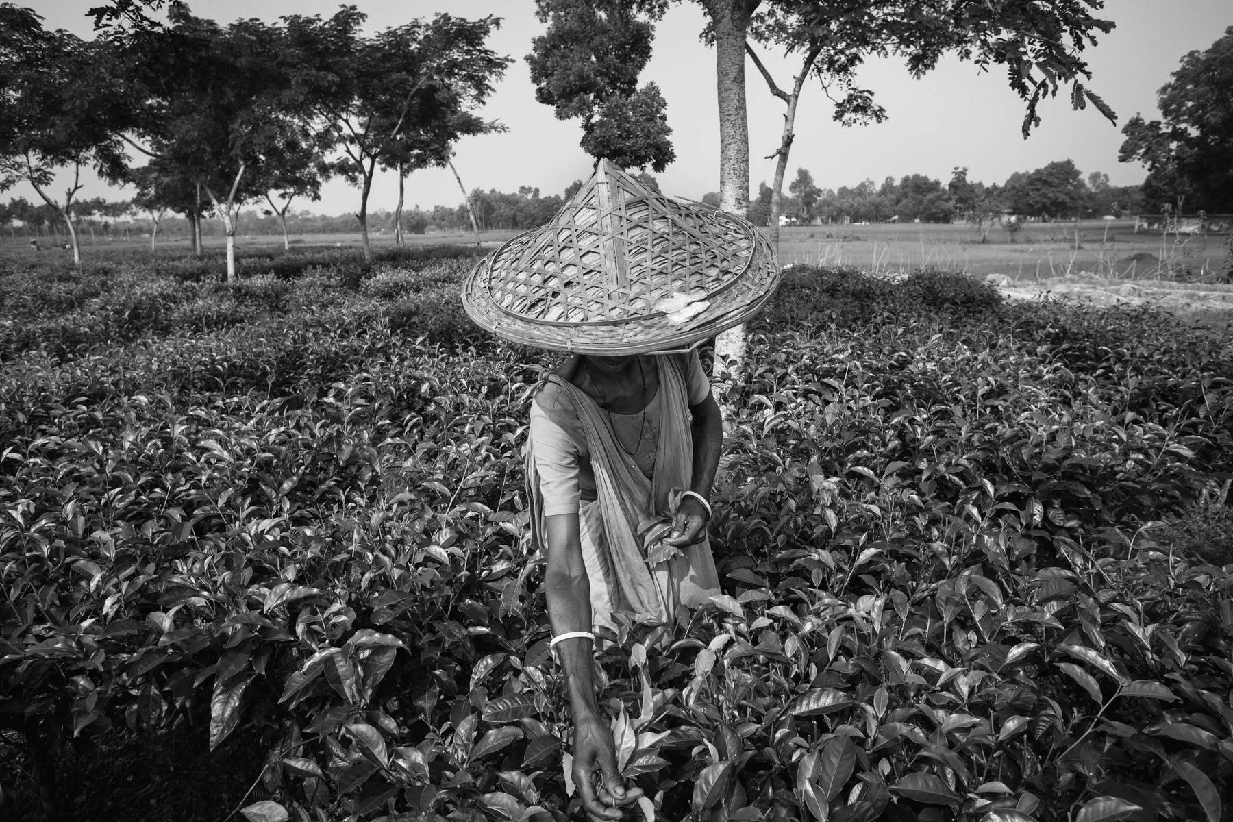 Finlay tea estate, Pulcherra near Srimangal, September 2014