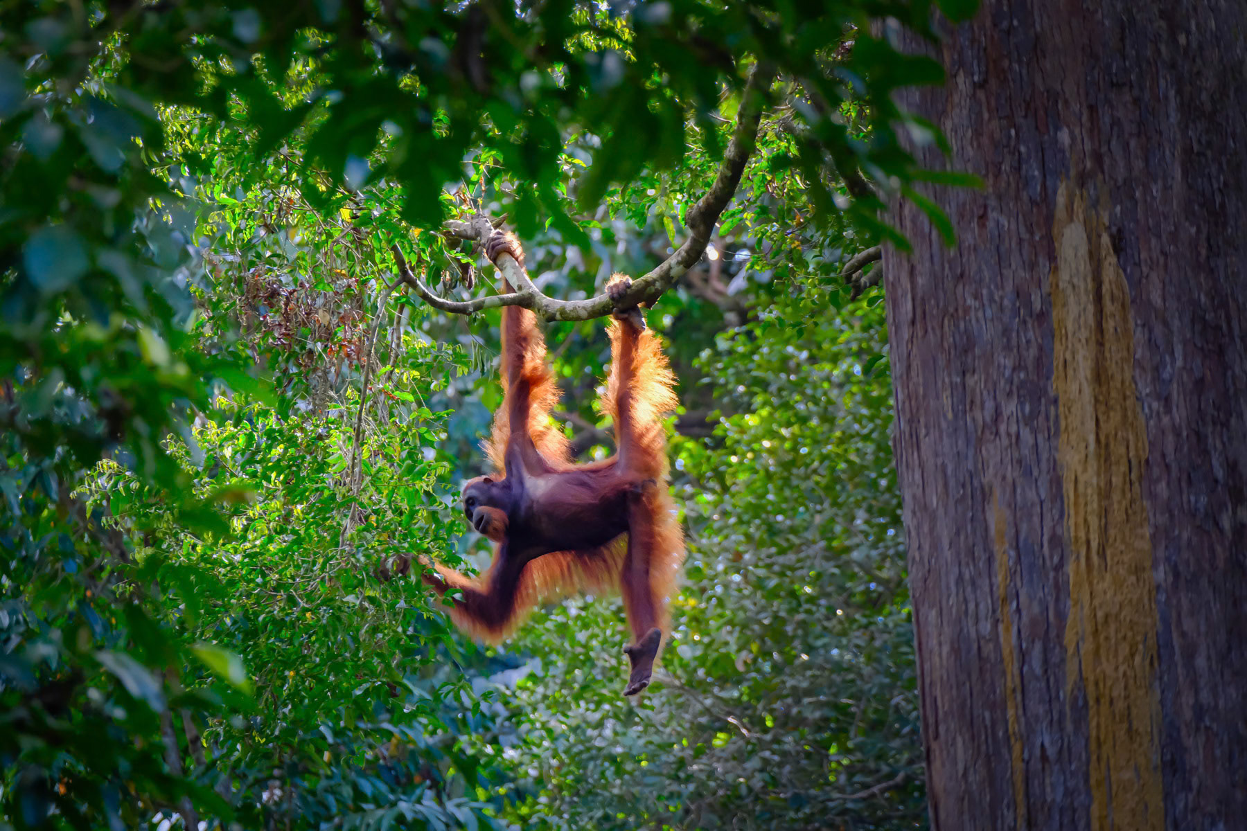Orang Utan in captivity. With ever expanding palm oil plantations in lieu of the rainforest, the natural habitat of indigenous people and wildlife is being endangered beyond a point of no return. Indigenous people are being moved to settlements on the edge of the rainforest and wildlife is being 'safeguarded' in natural sanctuaries. Sandakan, Sabah in Eastern Malaysia, February 2024