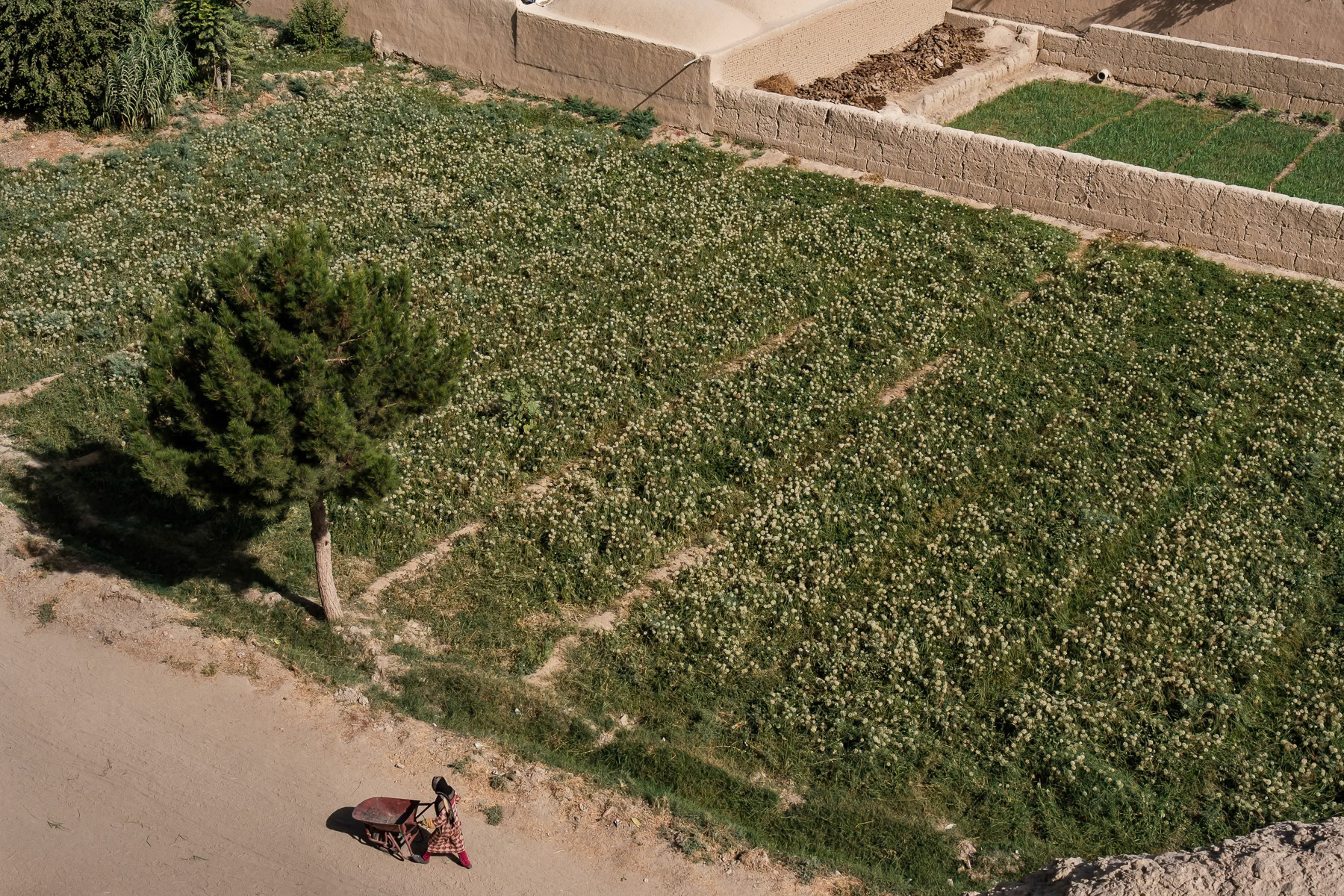 Cultivated fields in the outskirts of Balkh city in northern Afghanistan, September 2024