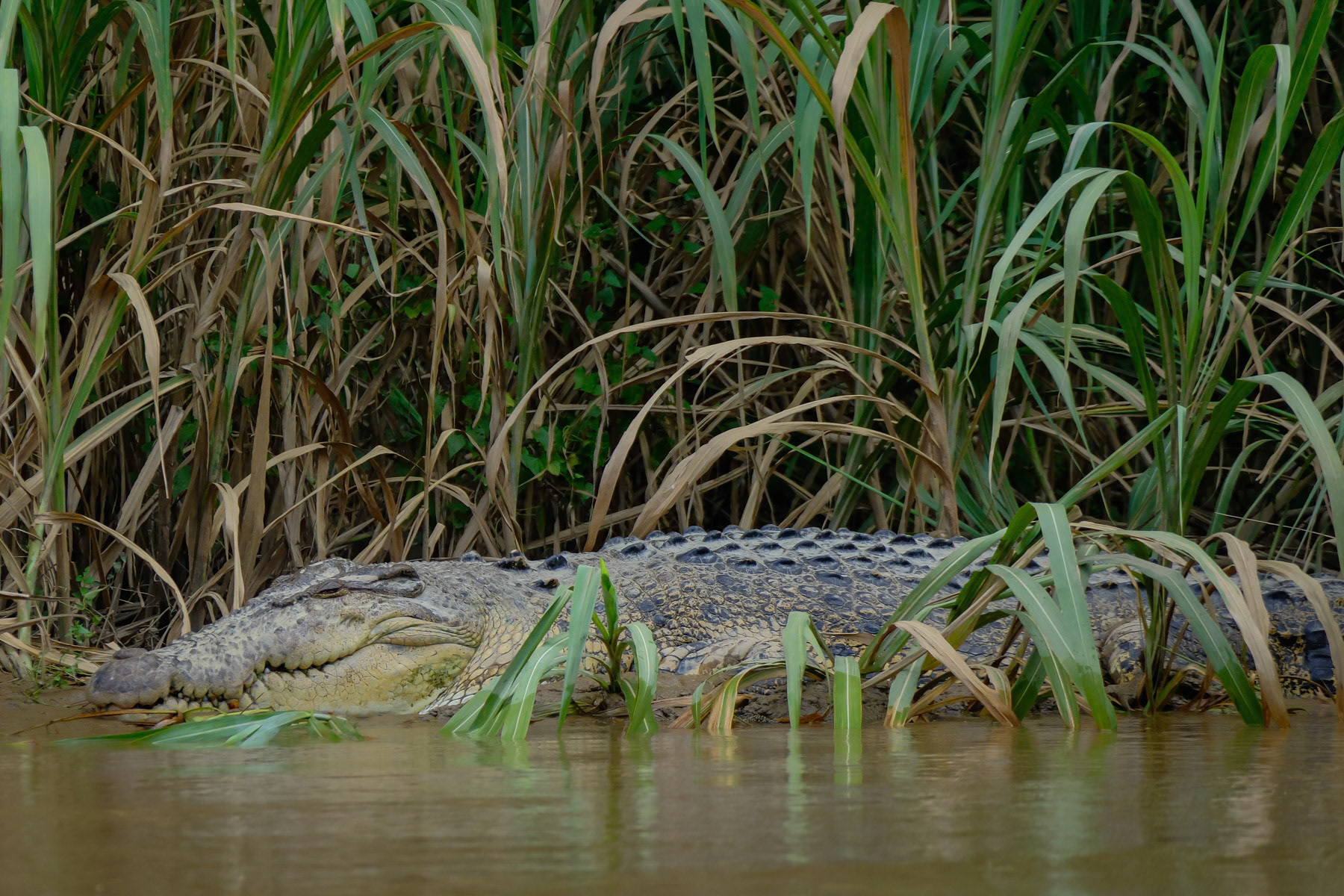 Saltwater crocodile in the Kinabatangan river in the Tungog rainforest of Borneo. Sabah, Malaysia, February 2024