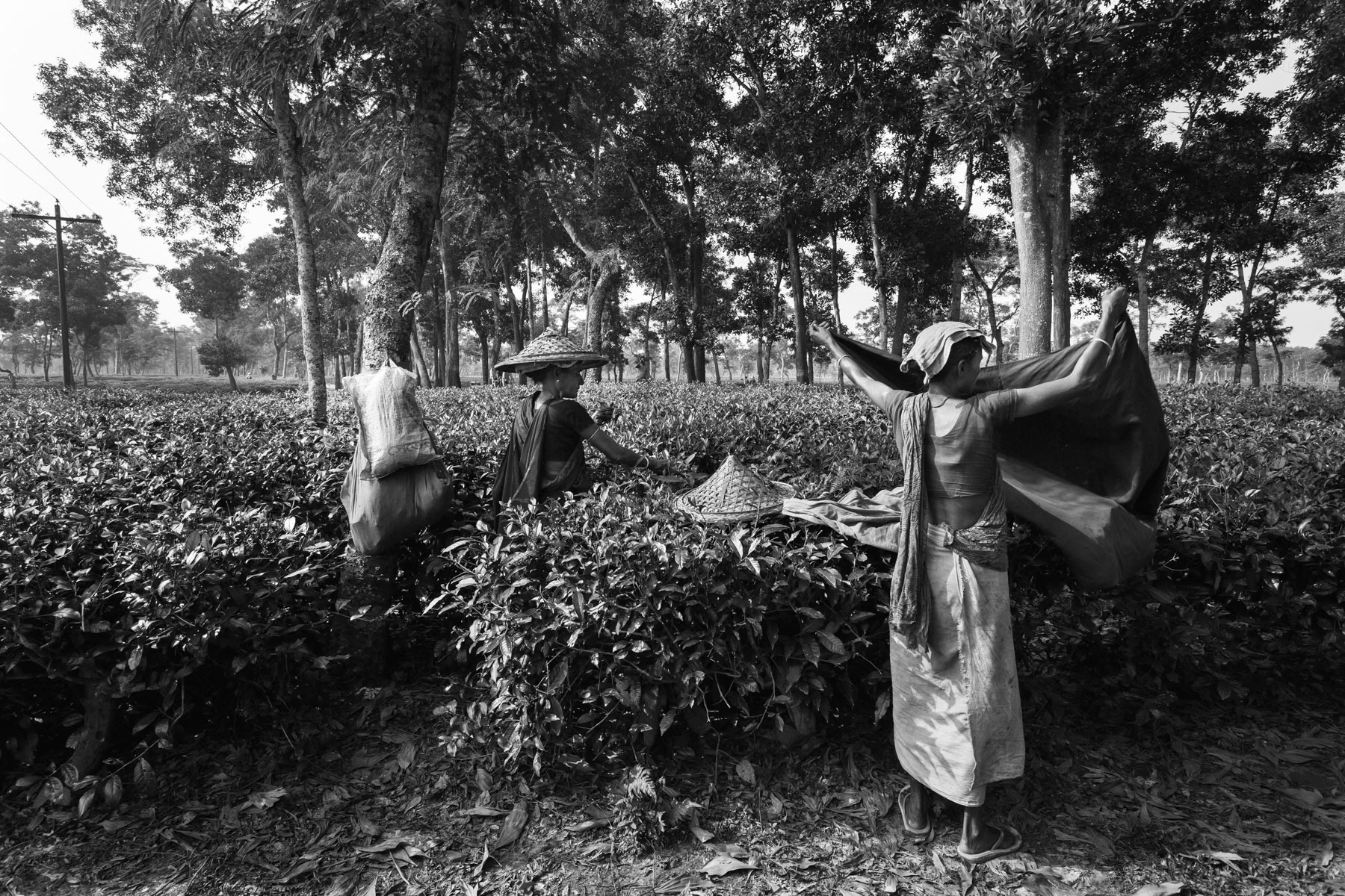 Start of the day, Srimangal tea pickers, Bangladesh, September 2014